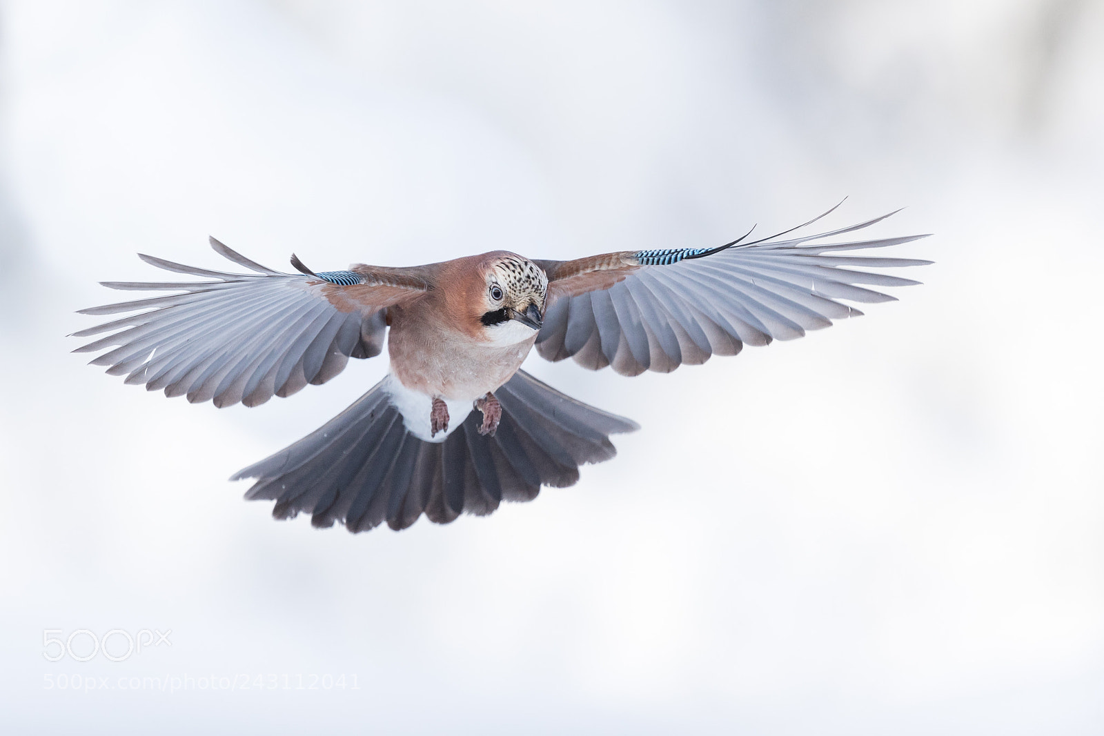 Canon EOS-1D X Mark II sample photo. Landing in sight! photography