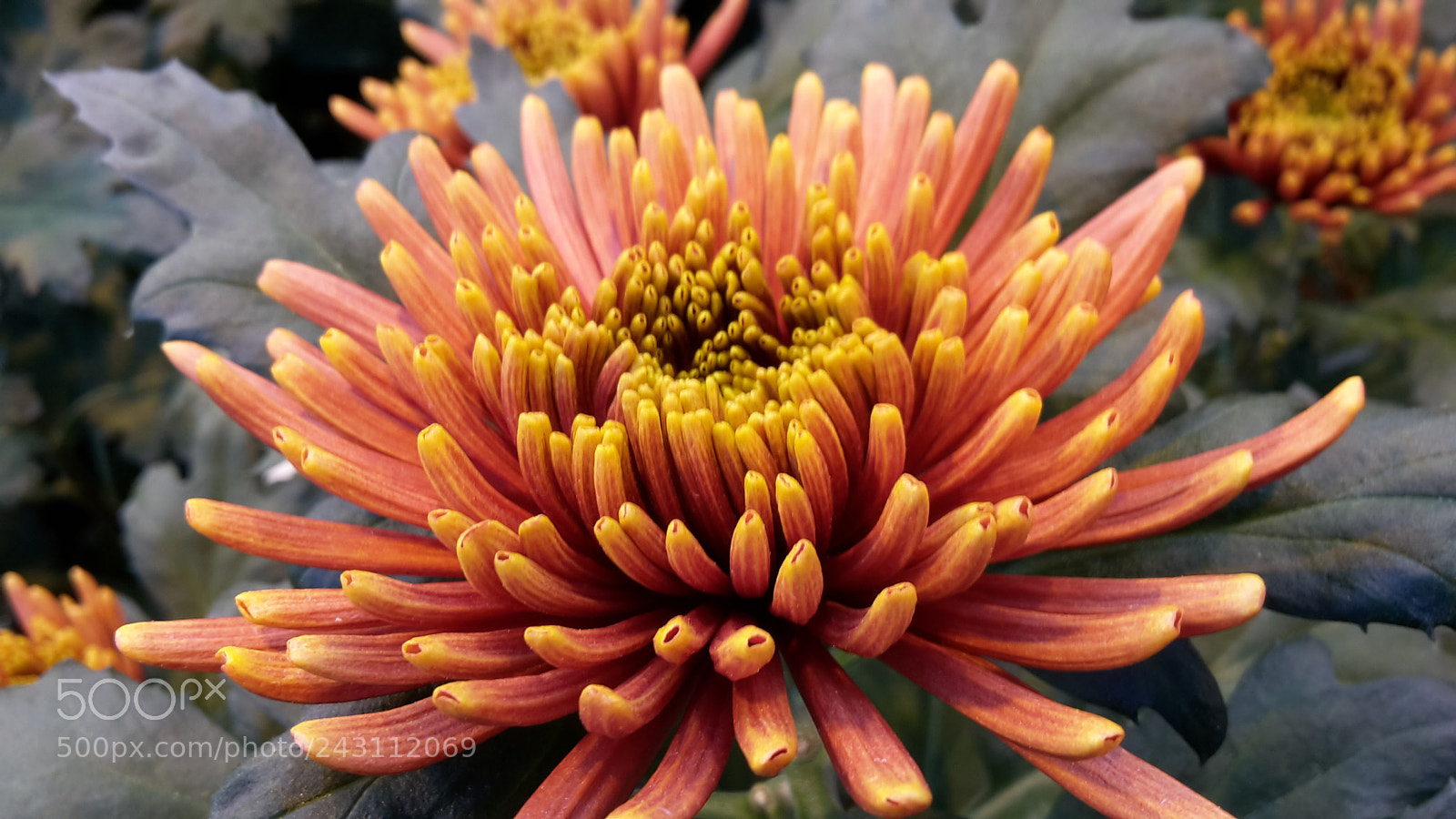 Samsung Galaxy S5 Mini sample photo. Orange photography