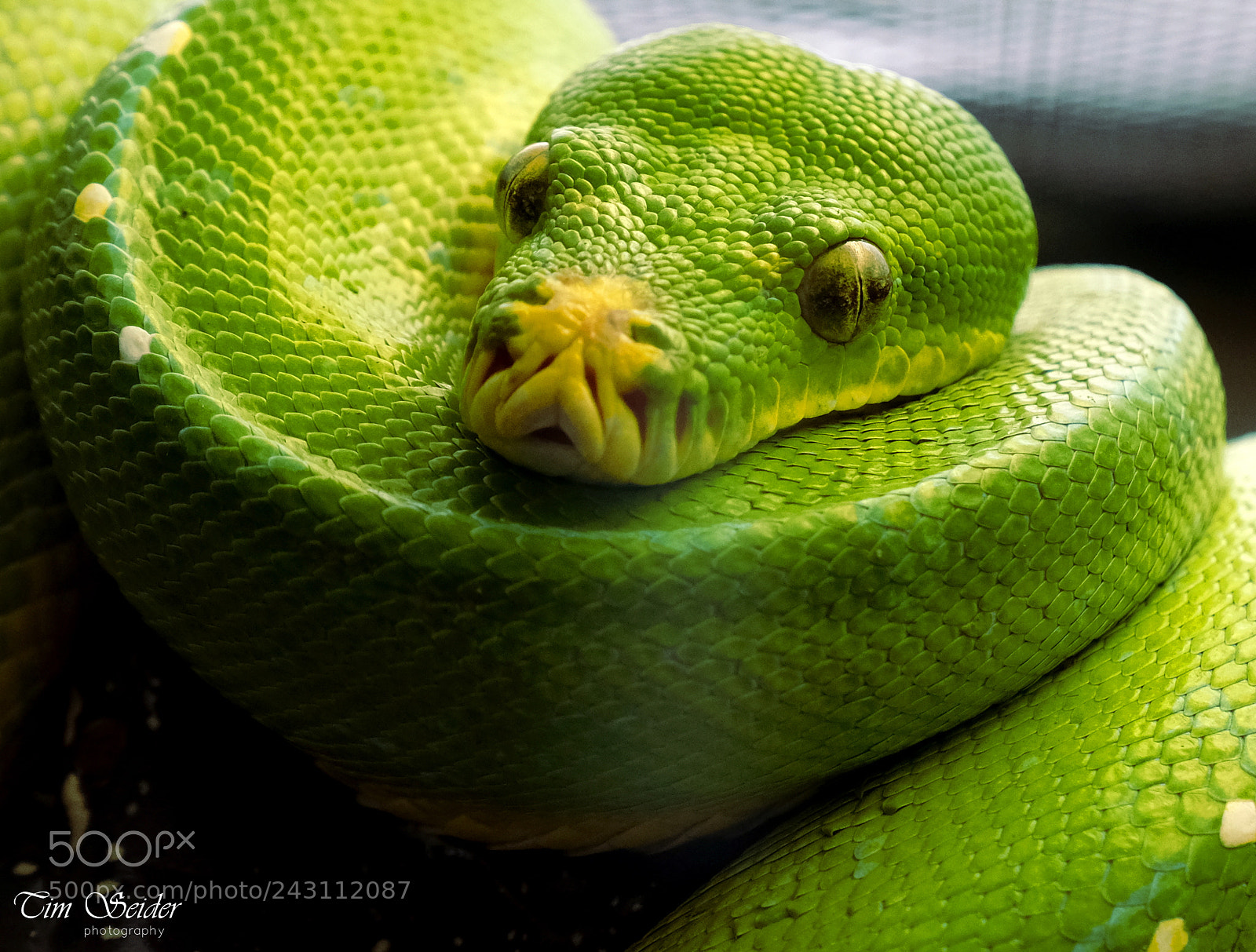 Fujifilm X-T20 sample photo. Snake photography