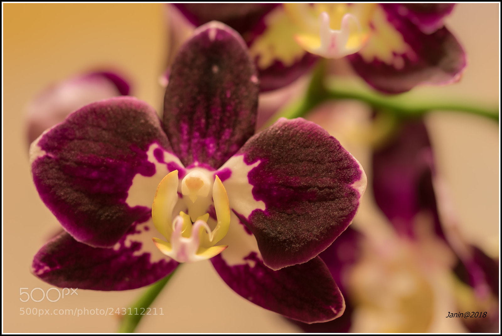 Canon EOS 77D (EOS 9000D / EOS 770D) sample photo. My sweet flower photography