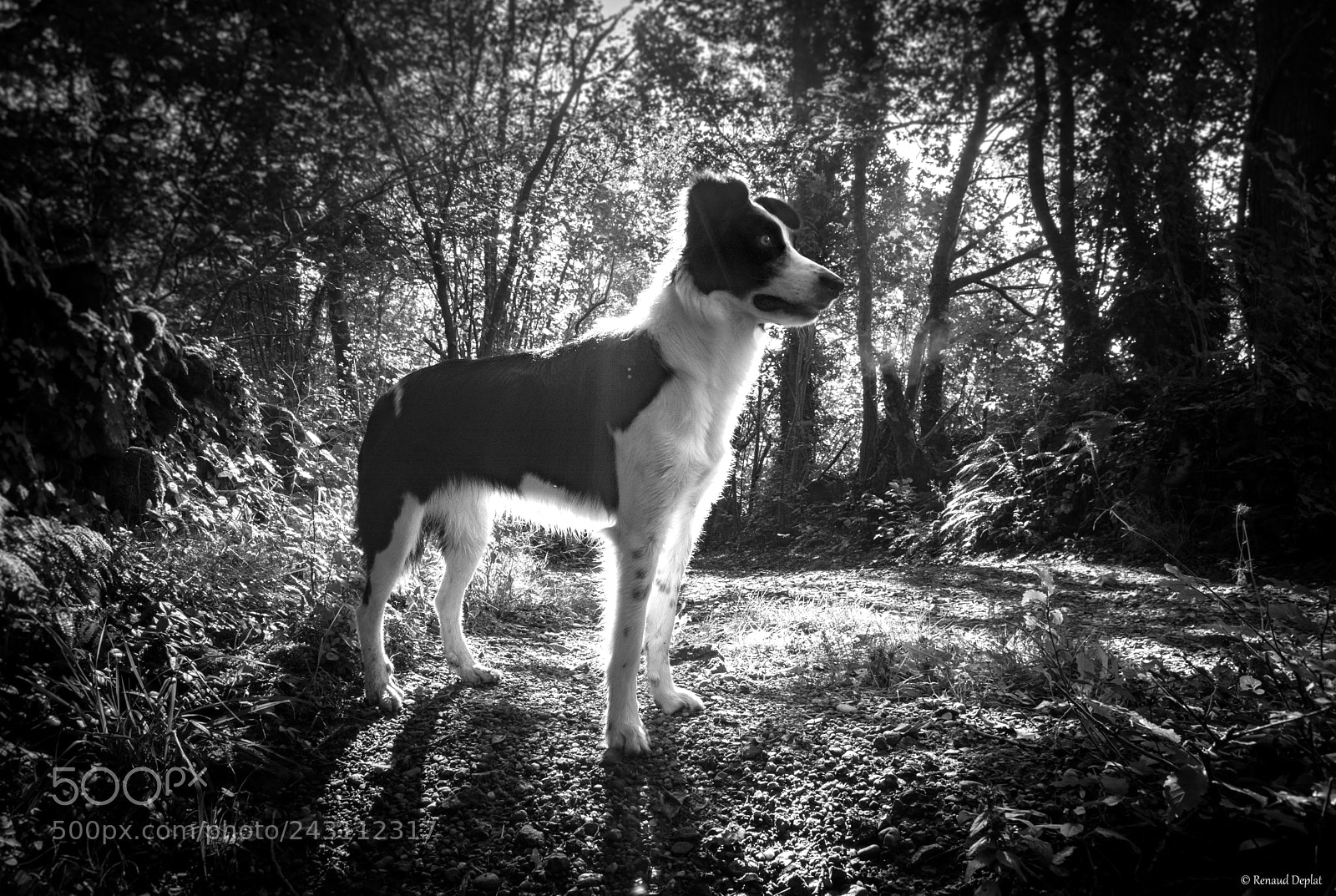 Nikon D7100 sample photo. B&w photography