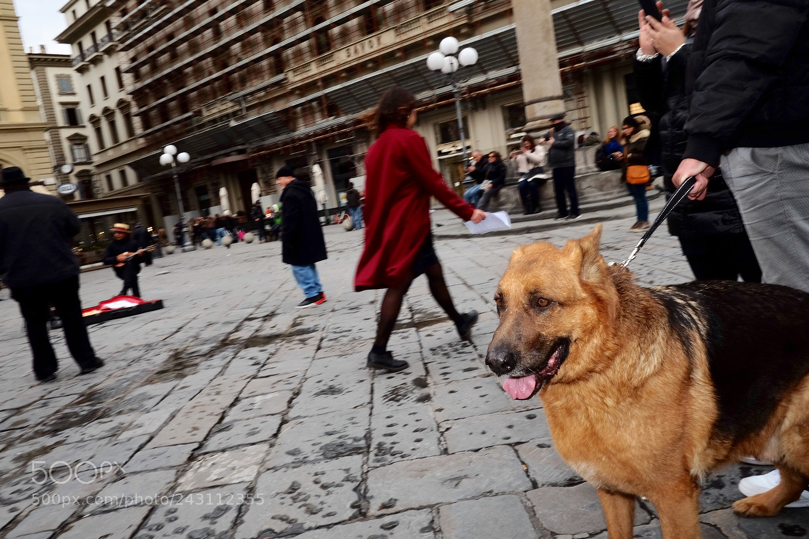 Fujifilm X-T10 sample photo. Dog photography