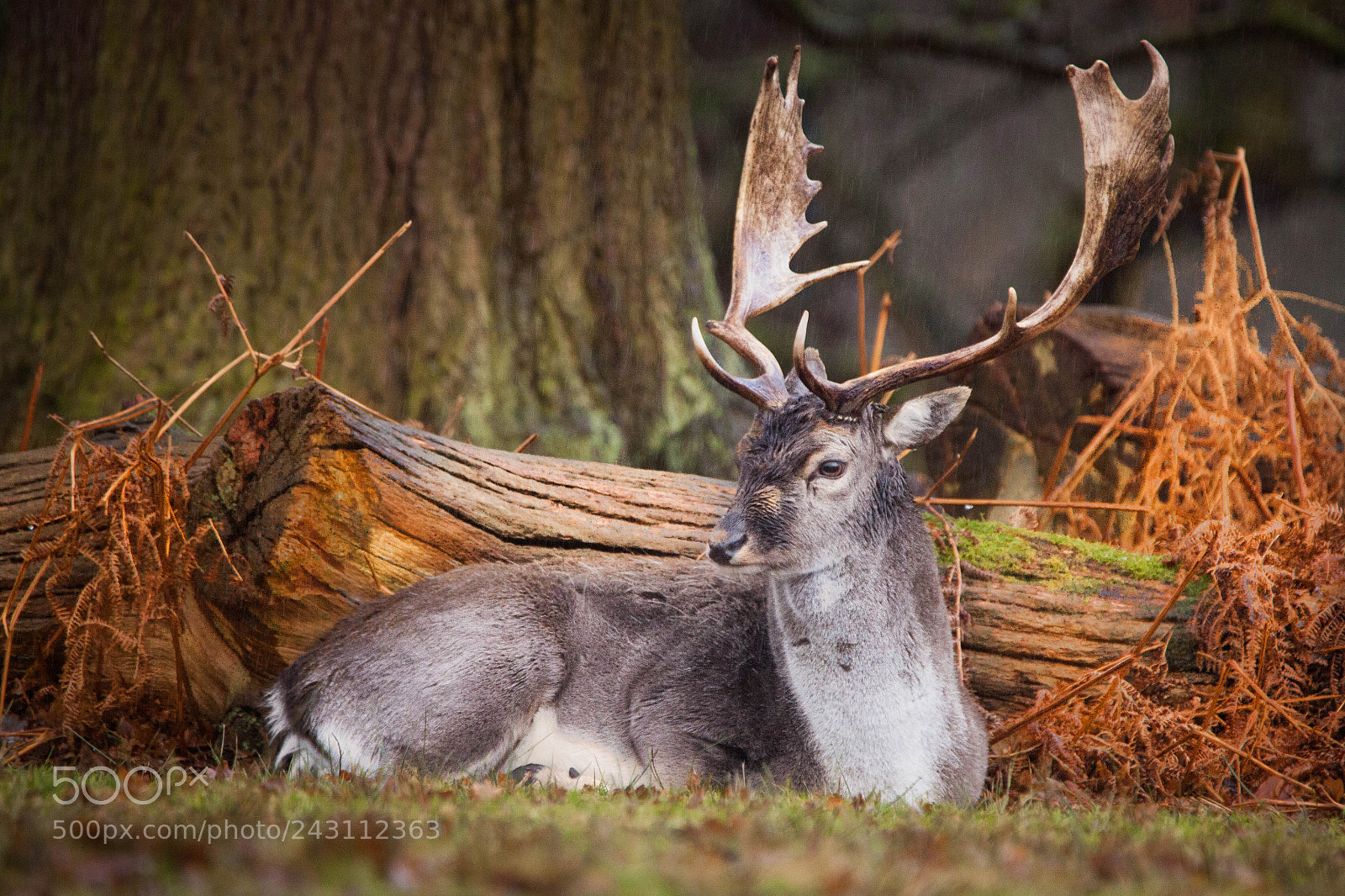 Canon EOS 50D sample photo. Resting fallow stag photography