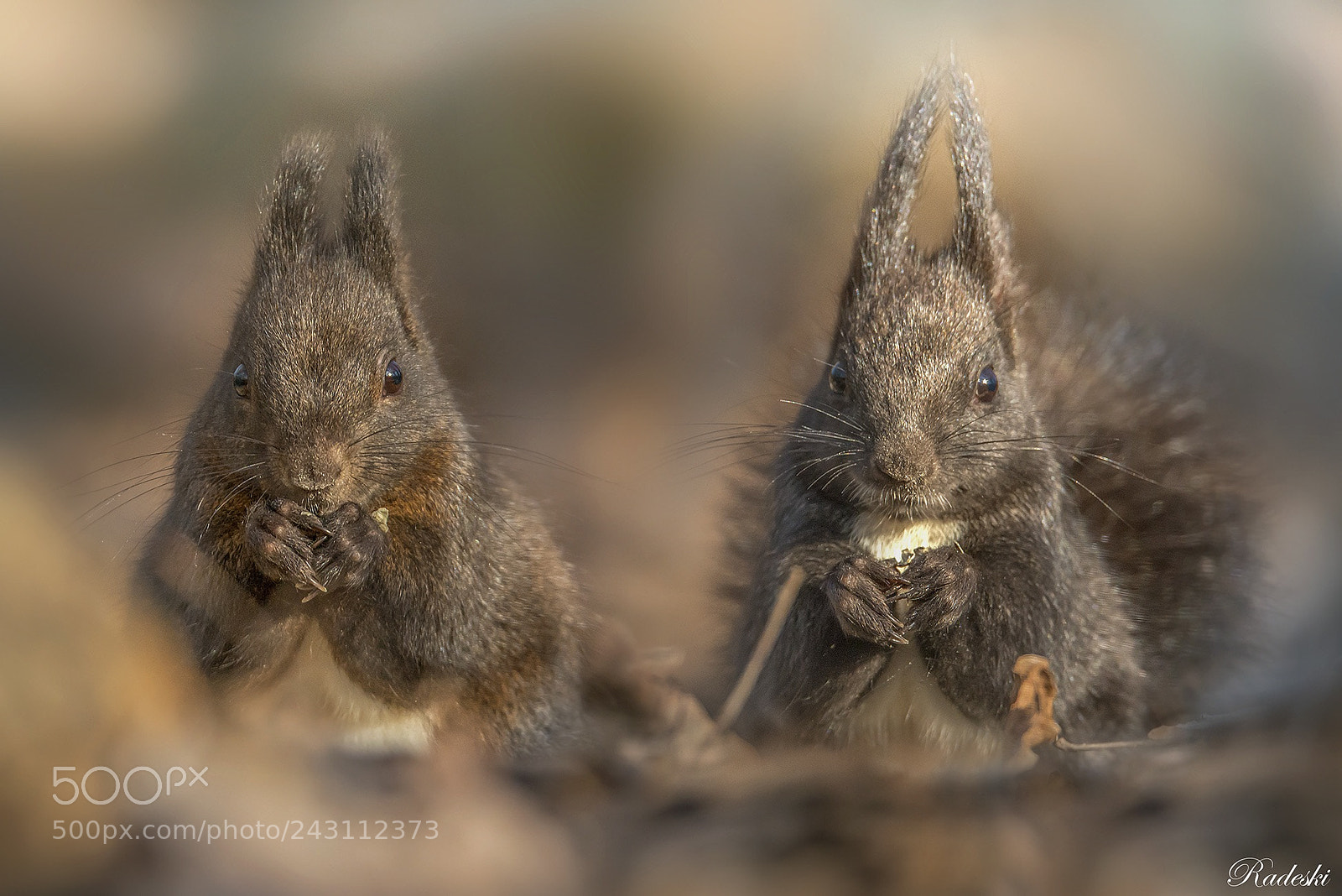 Nikon D800E sample photo. Two little friends photography