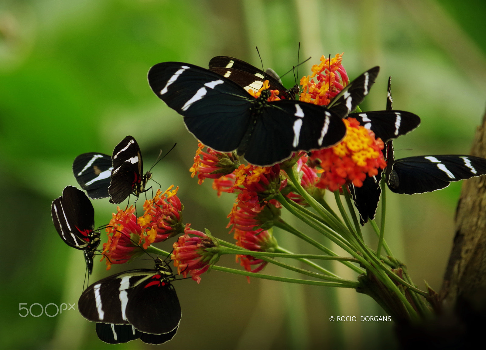 Pentax K-30 + smc PENTAX-DA L 50-200mm F4-5.6 ED sample photo. Iquitos - peru photography