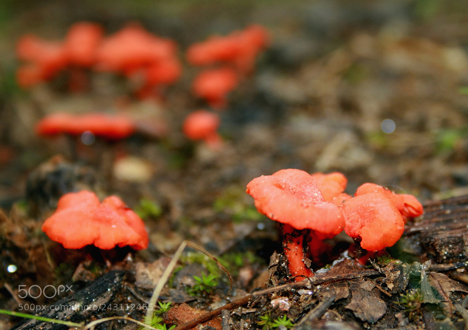 Canon EOS 400D (EOS Digital Rebel XTi / EOS Kiss Digital X) sample photo. Colorful mushrooms photography