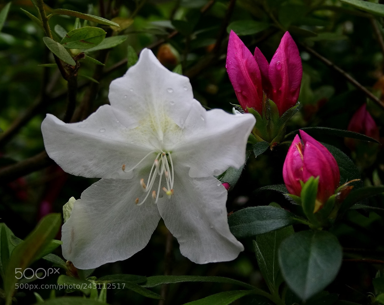 Canon EOS 400D (EOS Digital Rebel XTi / EOS Kiss Digital X) sample photo. Azalea in white and photography