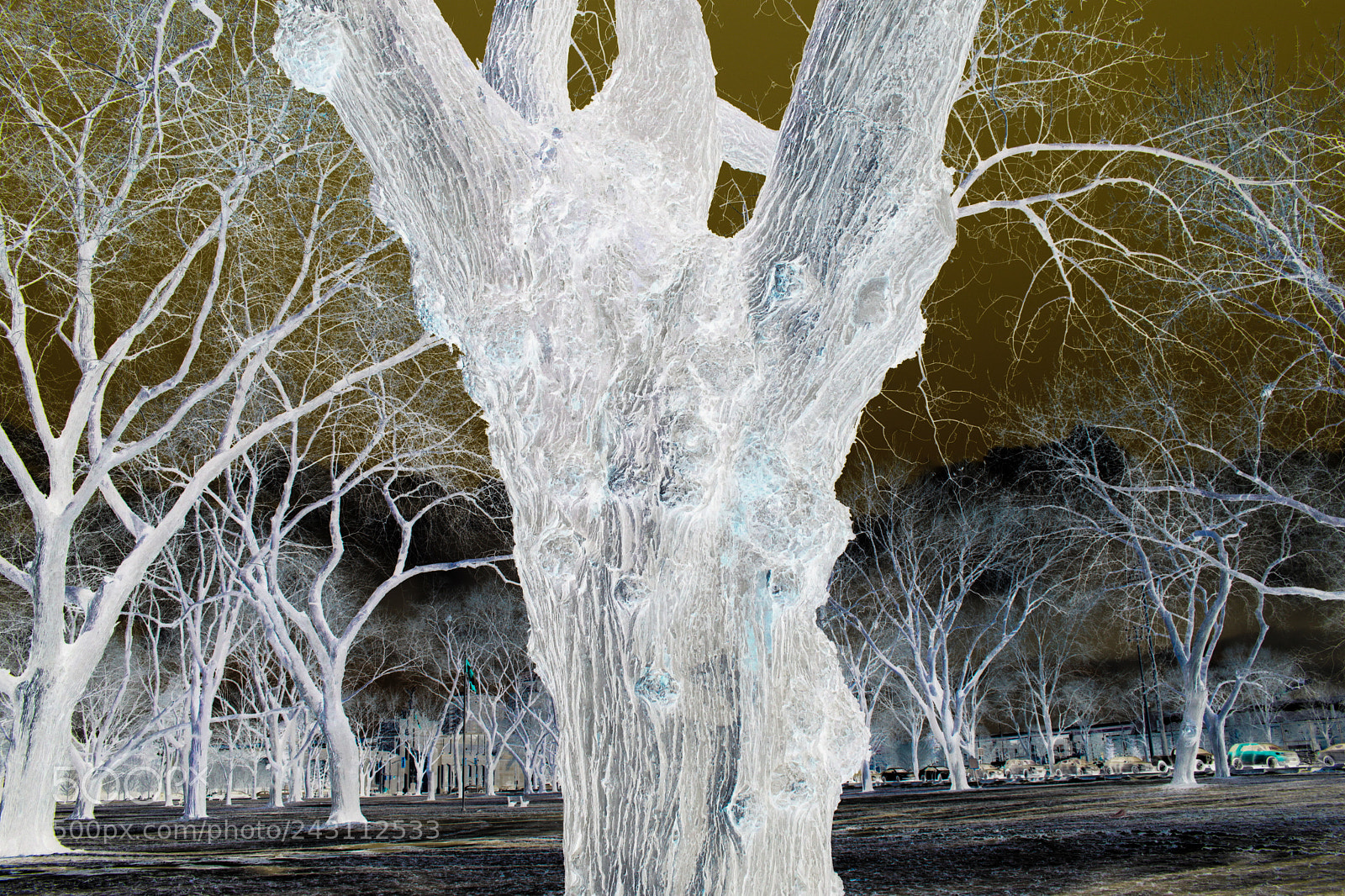 Canon EOS 100D (EOS Rebel SL1 / EOS Kiss X7) sample photo. Ghostly tree photography