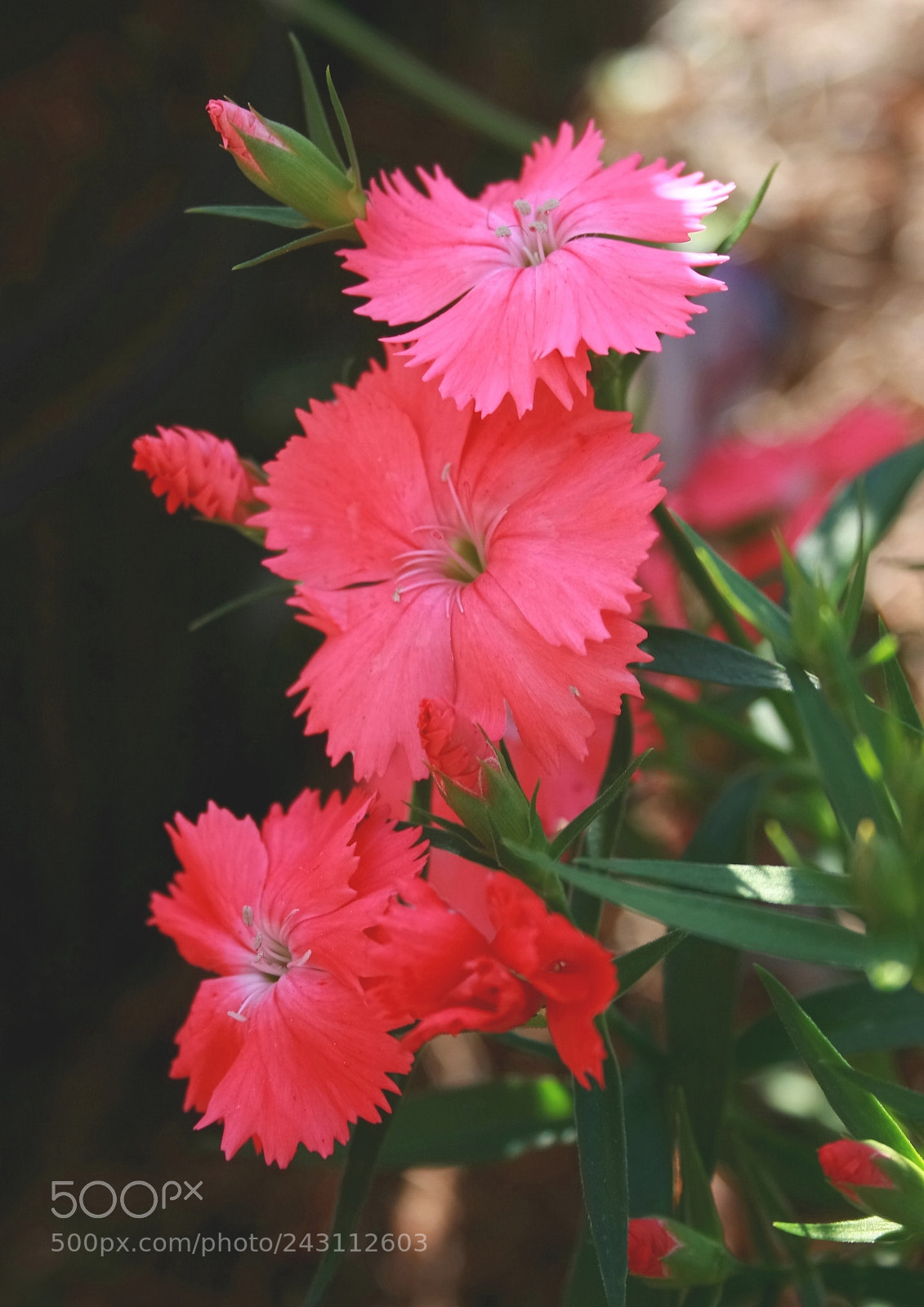 Canon EOS 400D (EOS Digital Rebel XTi / EOS Kiss Digital X) sample photo. Every shade of pink photography