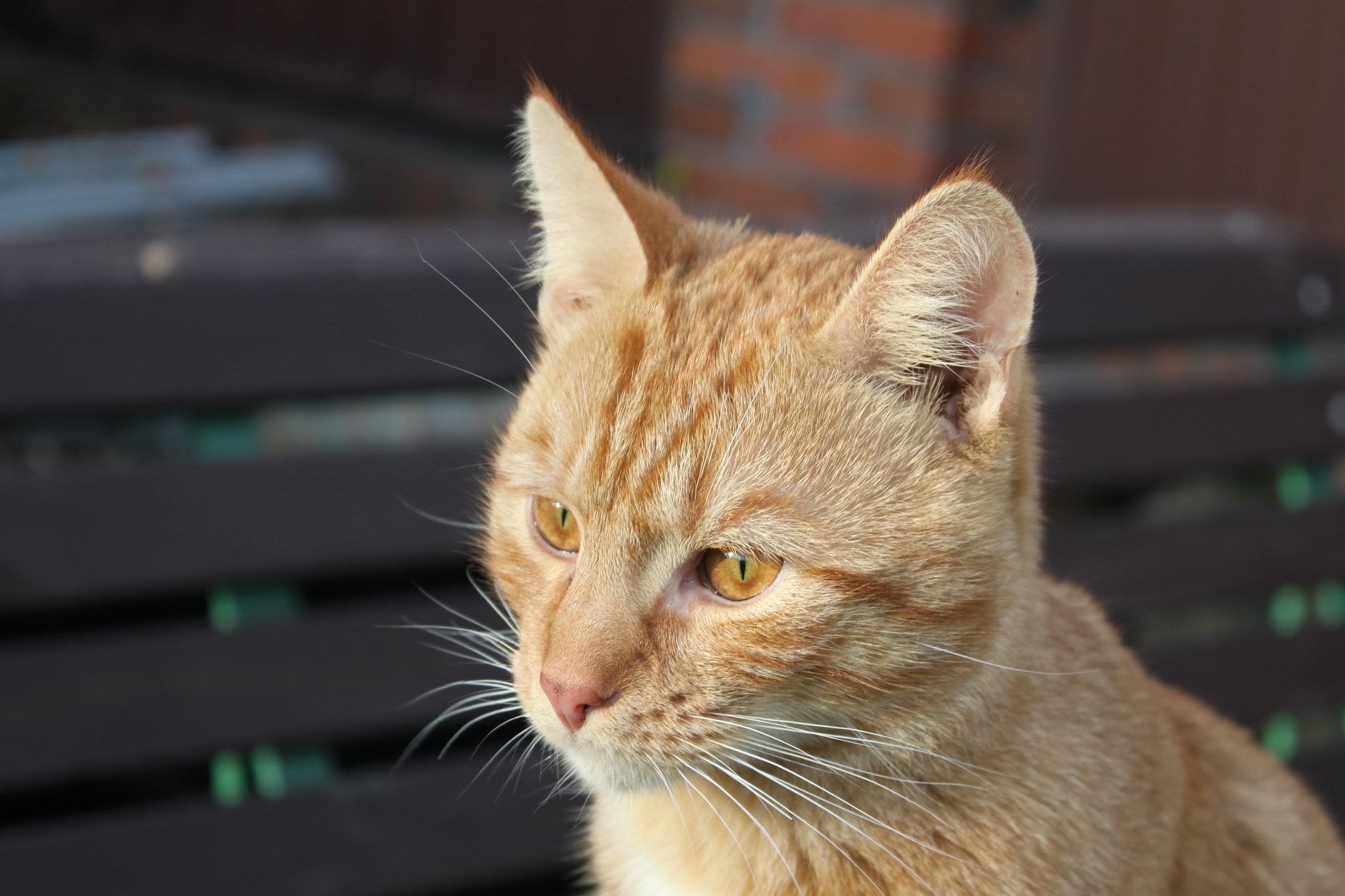 Canon EF-S 18-55mm F3.5-5.6 IS sample photo. Rudy photography