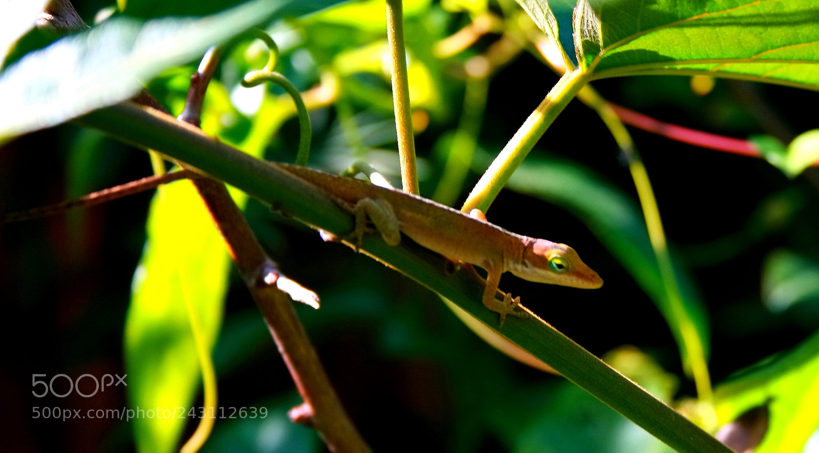 Canon EOS 400D (EOS Digital Rebel XTi / EOS Kiss Digital X) sample photo. Anole trying to get photography