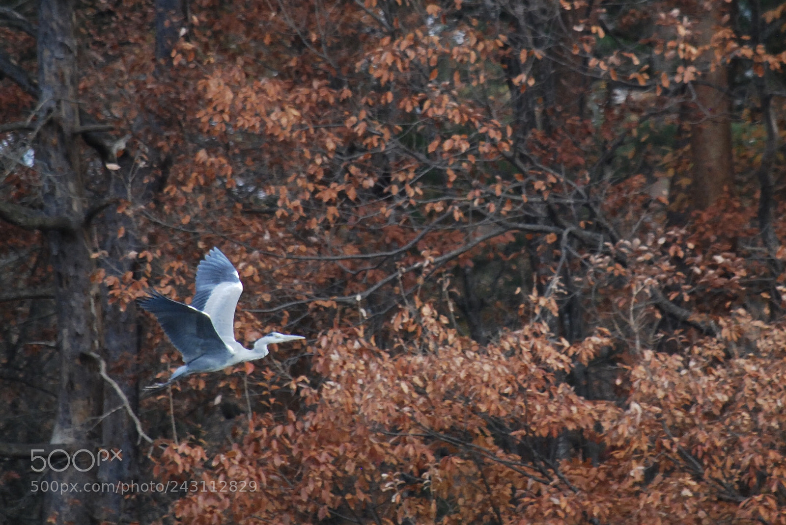 Nikon D40X sample photo. Fly photography