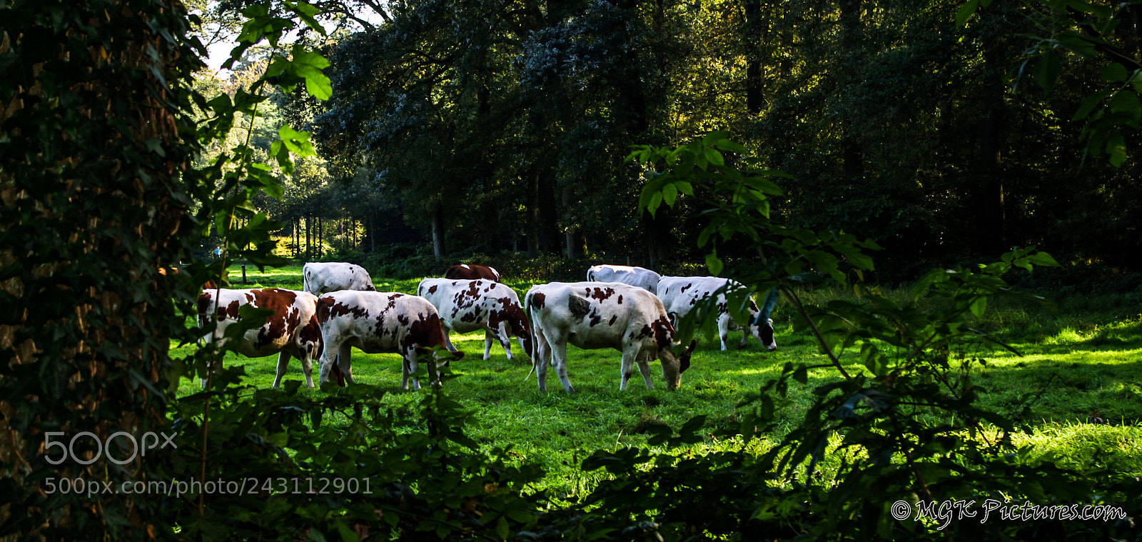Pentax K-7 sample photo. Cows photography