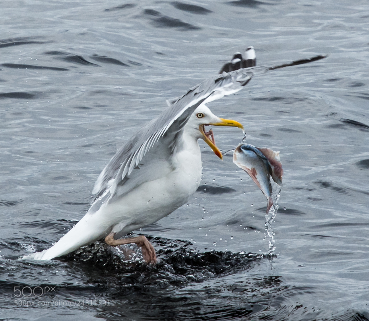 Nikon D7200 sample photo. Seagull at fevik, norway. photography
