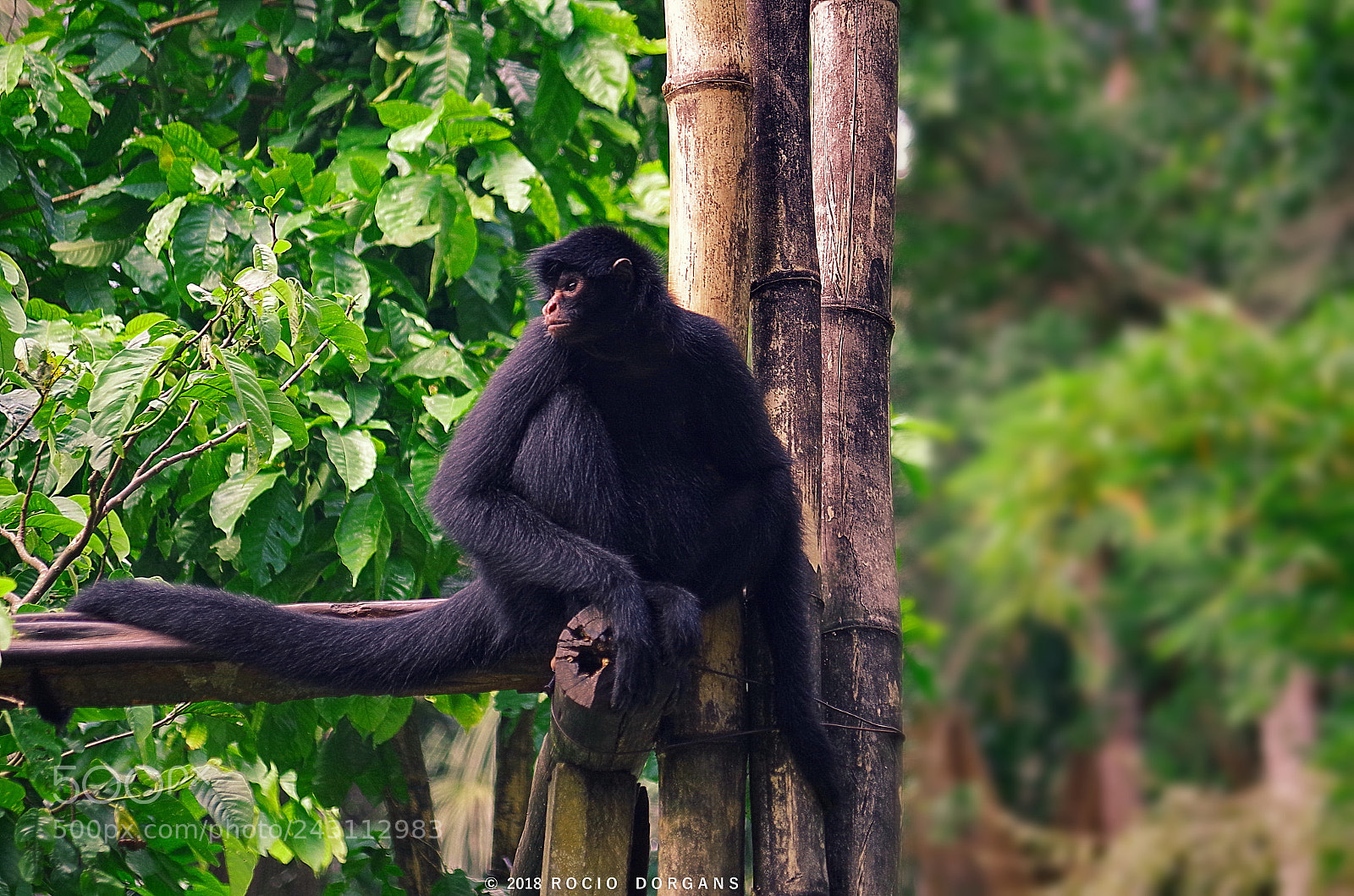 Pentax K-30 sample photo. Iquitos - peru photography