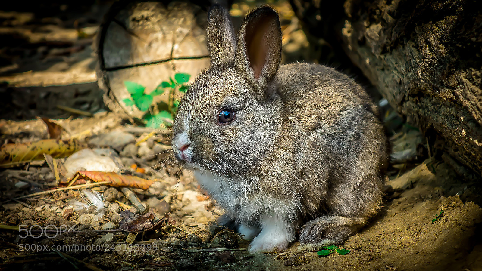 Sony Cyber-shot DSC-RX100 sample photo. Little rabbit photography