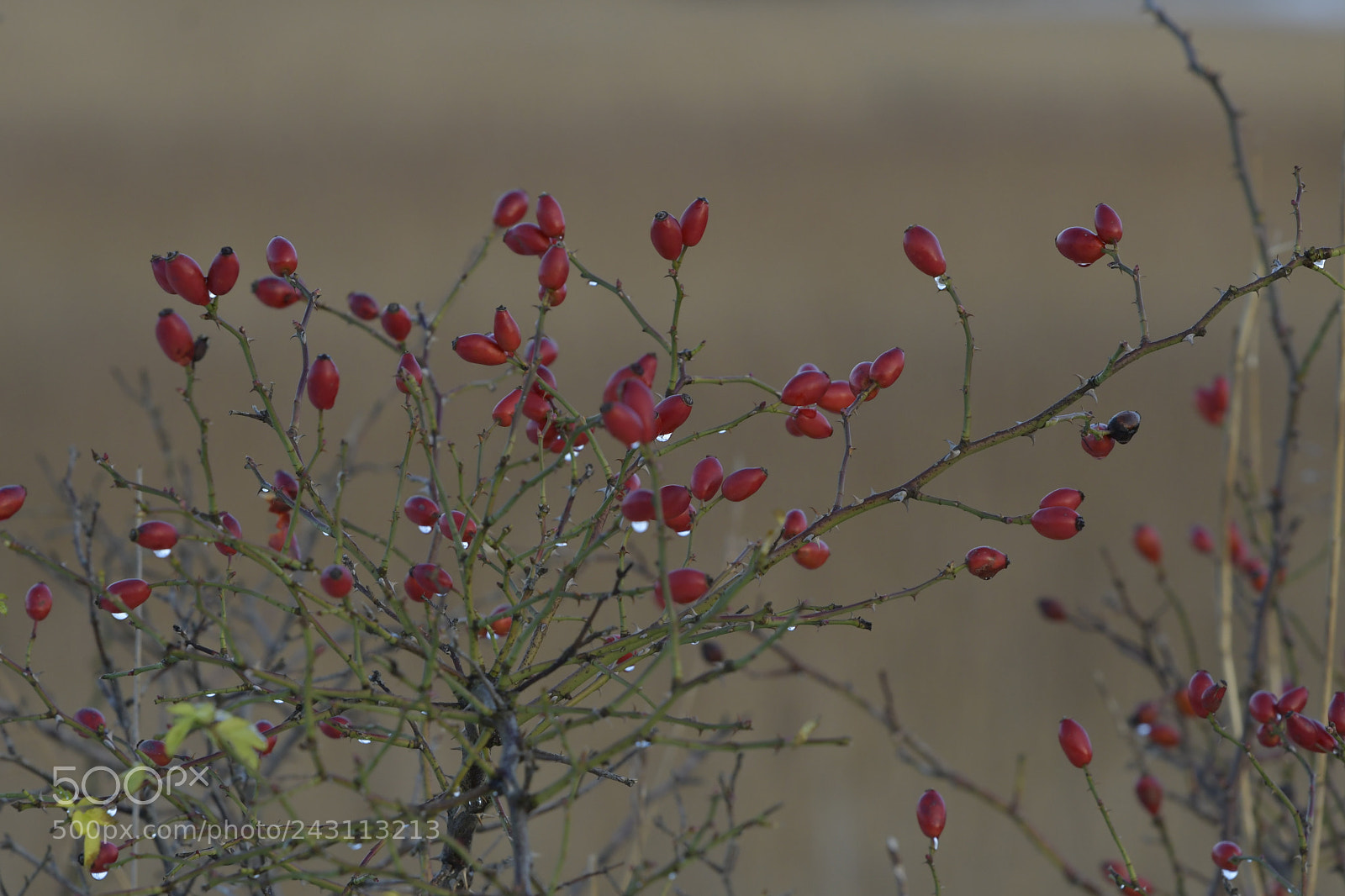 Nikon D500 sample photo. Cold berries photography