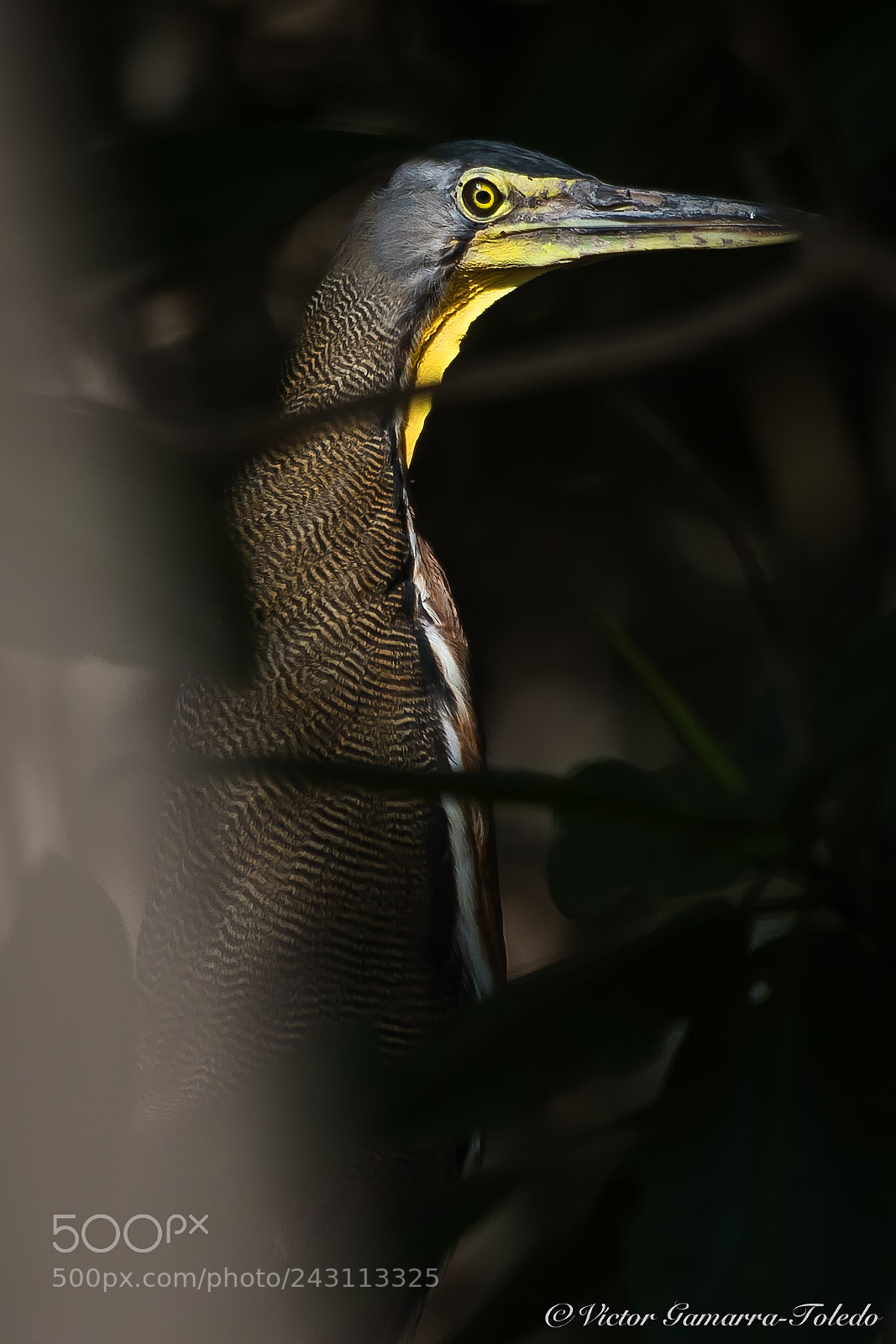 Canon EOS 7D Mark II sample photo. Bare-throated tiger heron tigrisoma photography