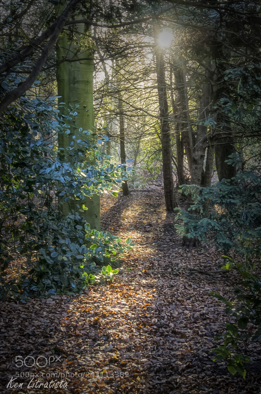 Pentax K-5 sample photo. A walk in the photography