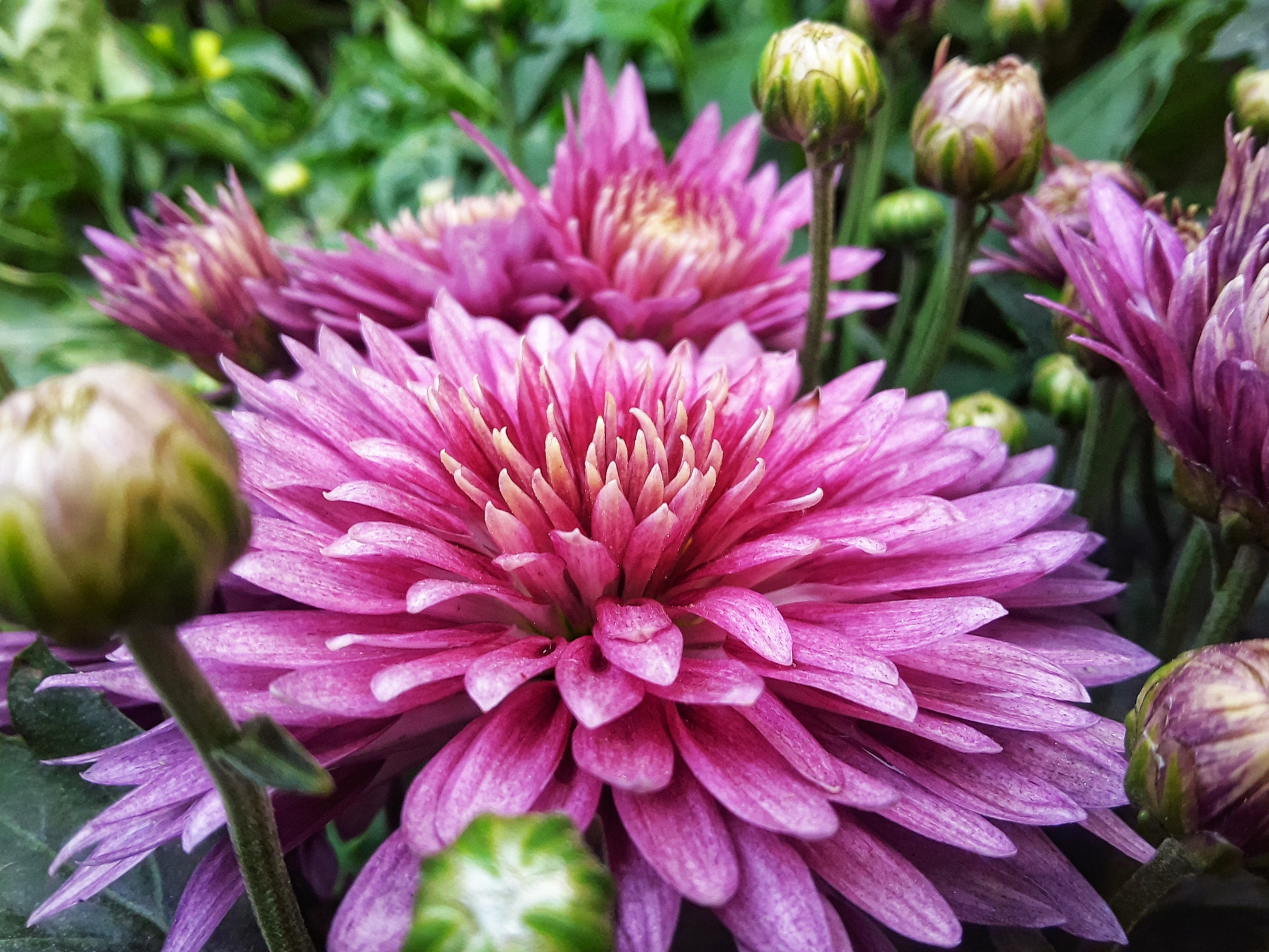 Samsung Galaxy On5 sample photo. Flowers photography