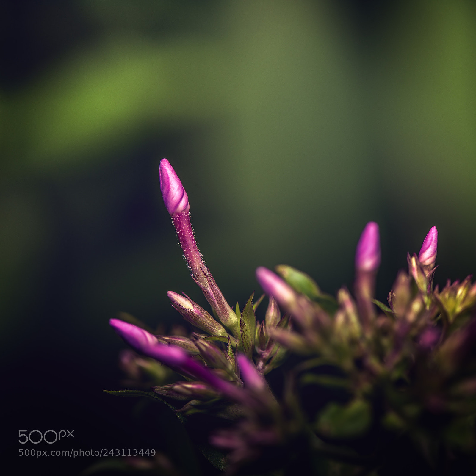 Nikon D810 sample photo. Phlox glaberrima photography