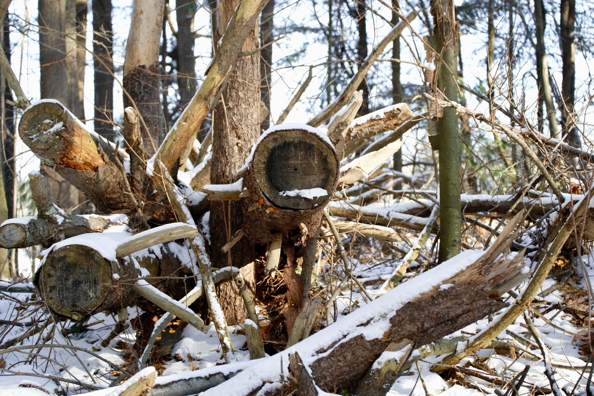 Leica TL2 sample photo. Winter woods photography