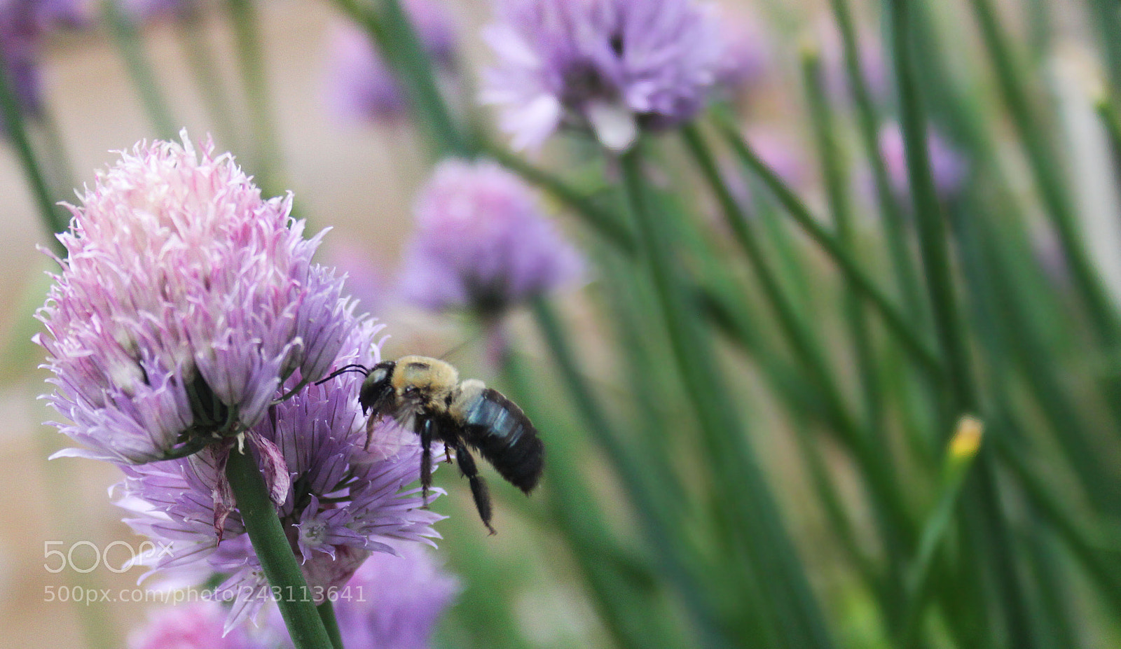 Canon EOS 500D (EOS Rebel T1i / EOS Kiss X3) sample photo. Ed photography