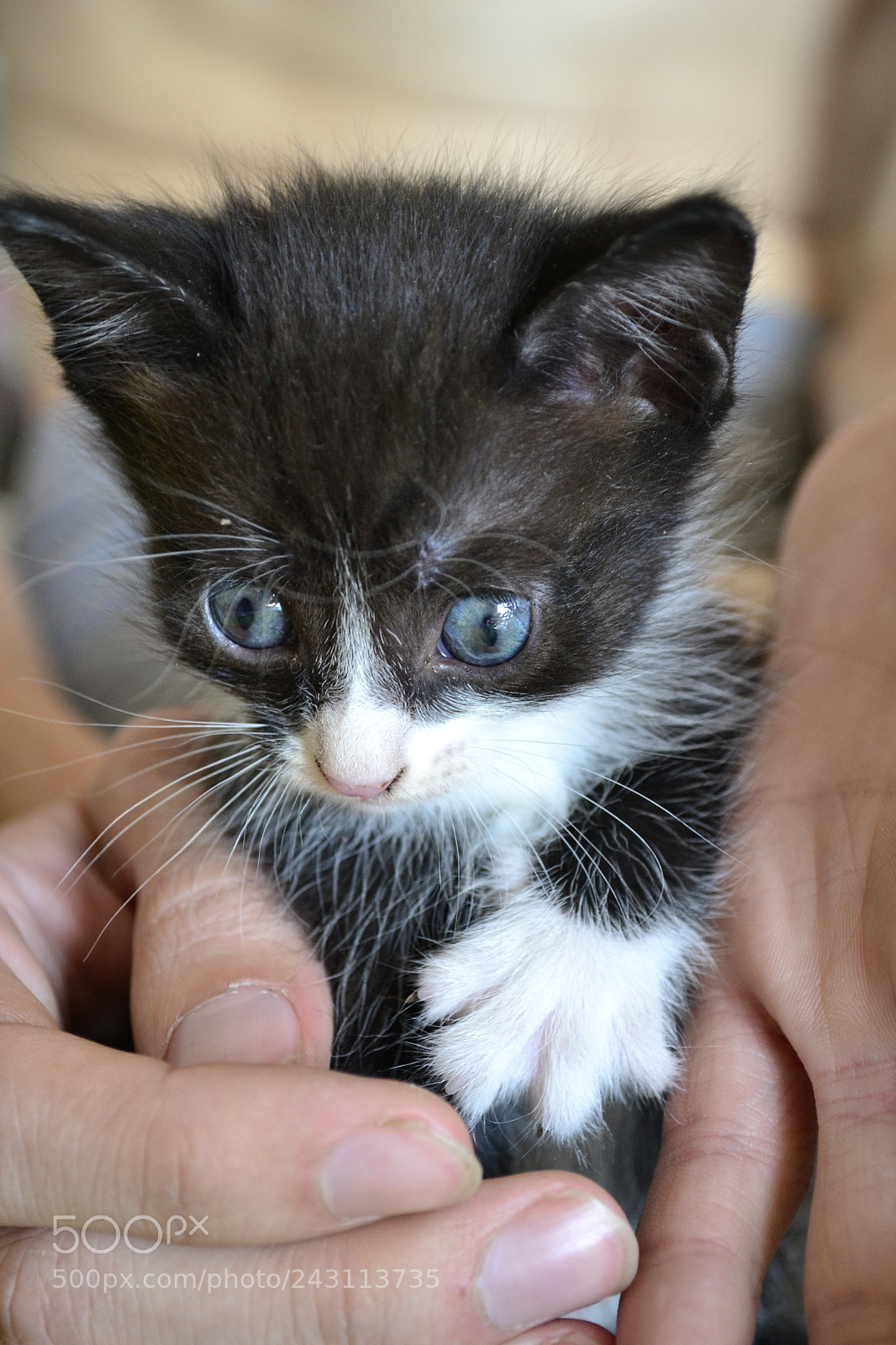 Nikon D3100 sample photo. Черно-белый котенок. kitten photography