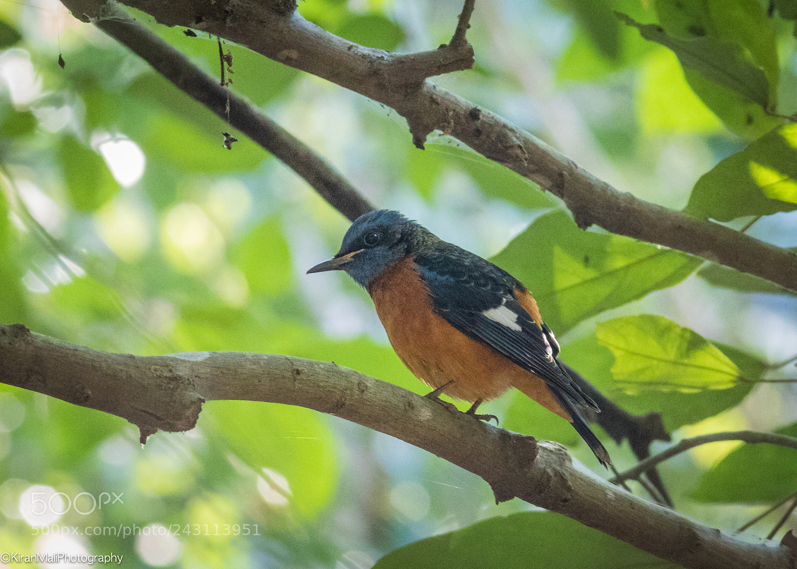 Canon EOS 7D Mark II sample photo. Tickells blue flycatcher photography
