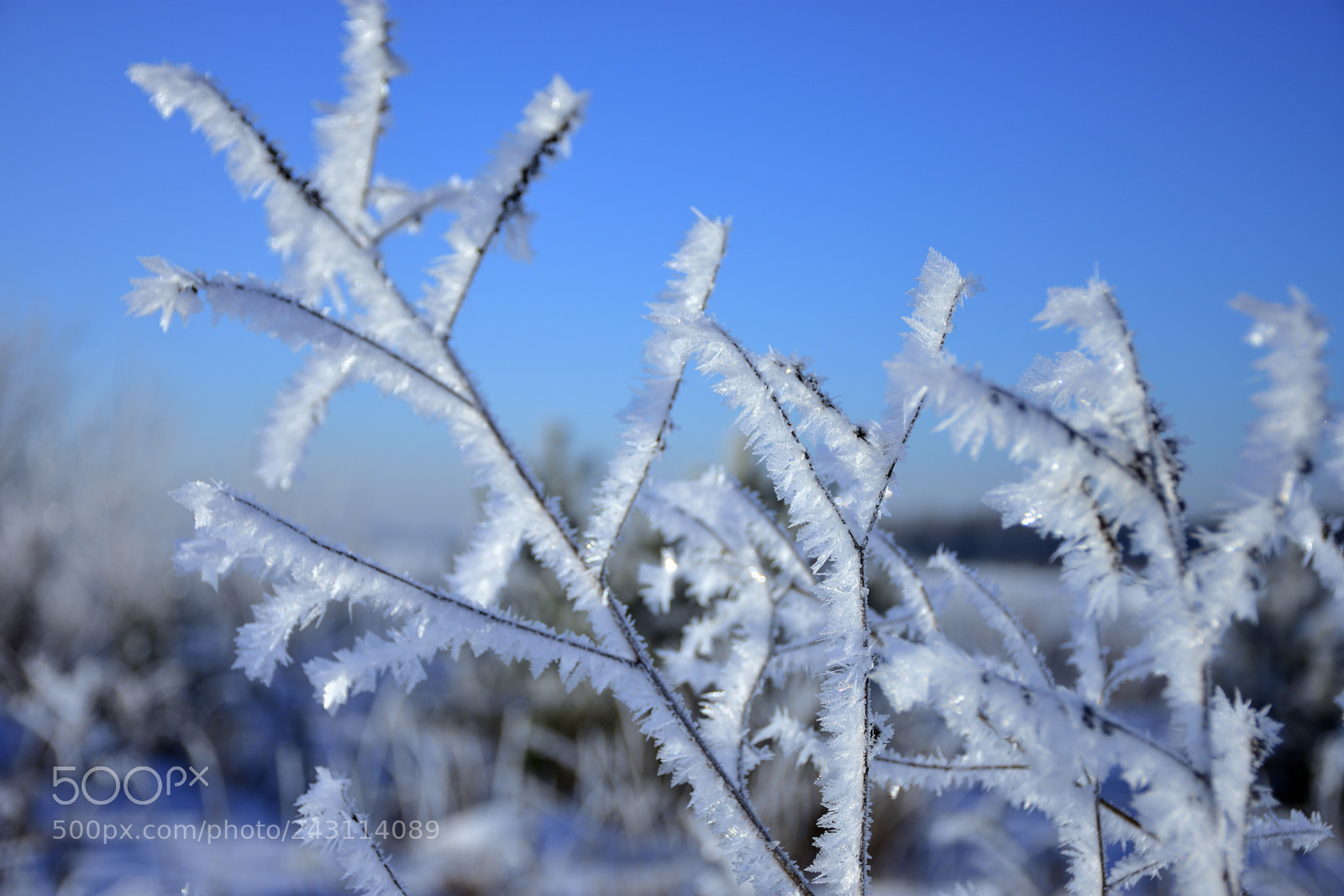 Nikon D7200 sample photo. Funny needles/chisticphoto photography