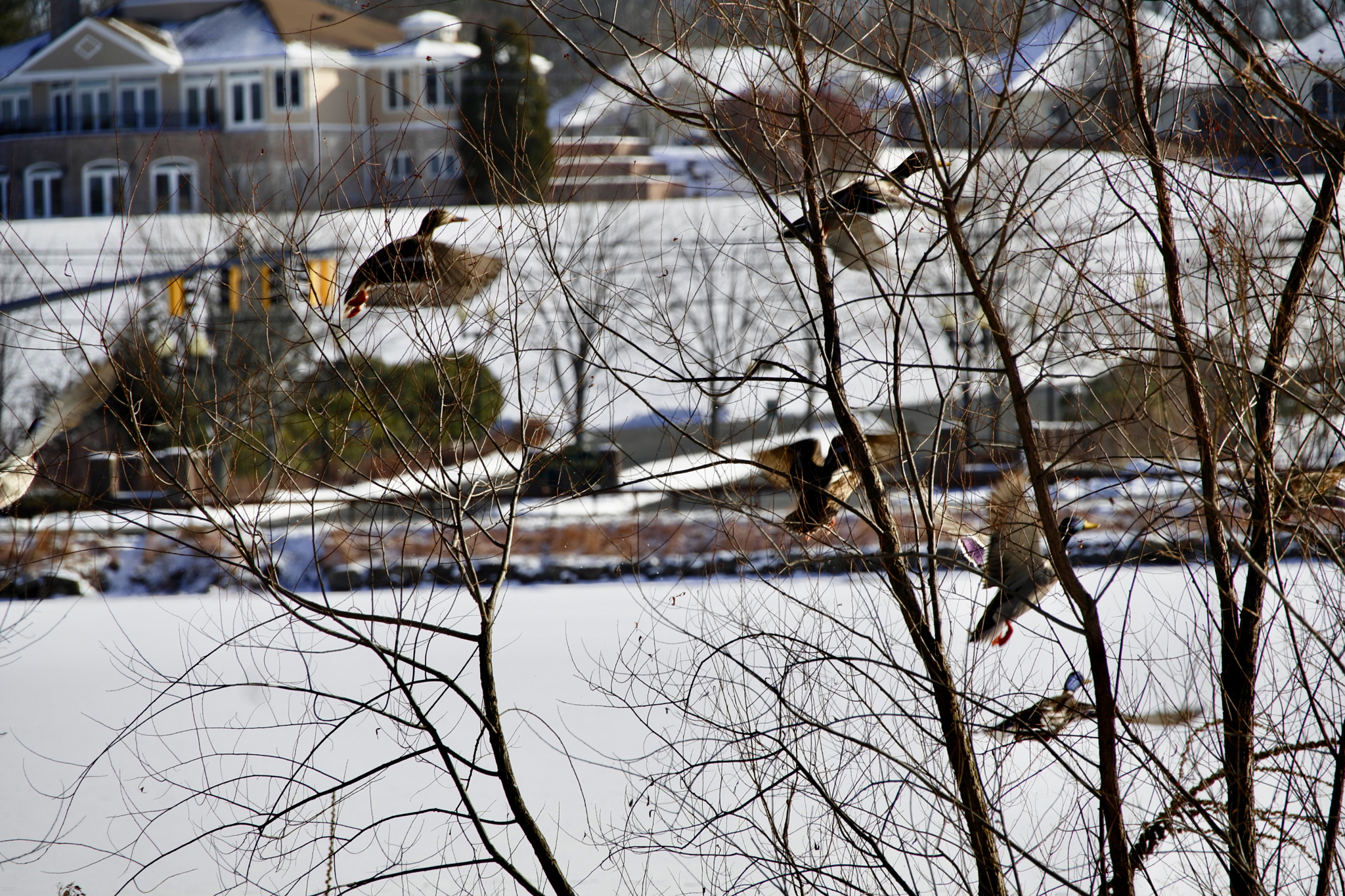 Leica TL2 sample photo. Duck flight photography