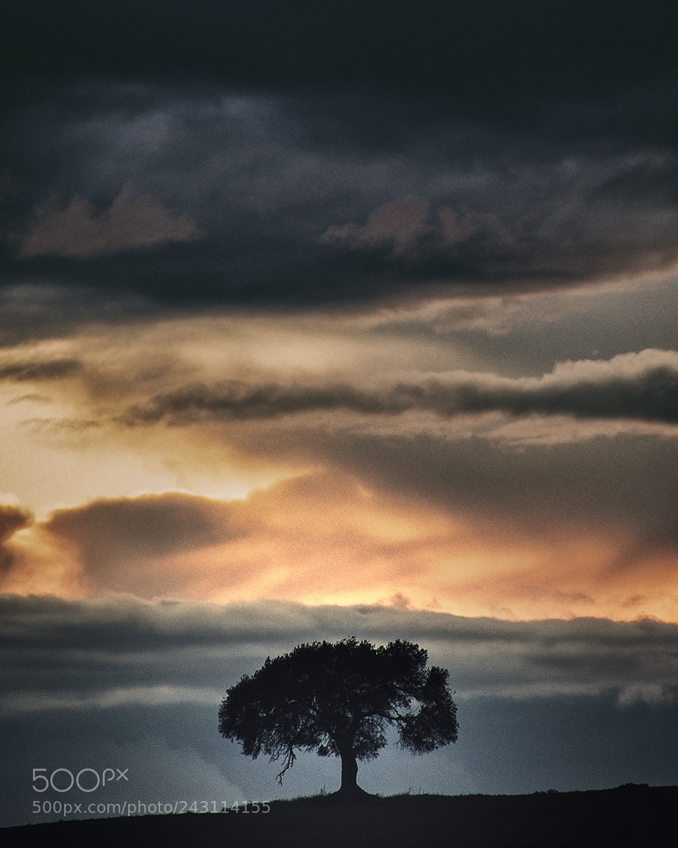 Nikon D90 sample photo. Alone photography