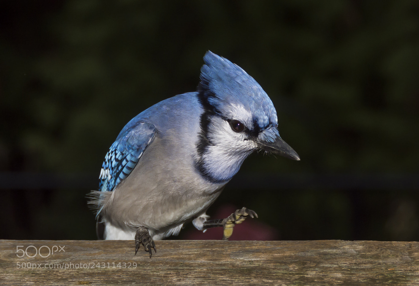 Nikon D7200 sample photo. Blue jays photography