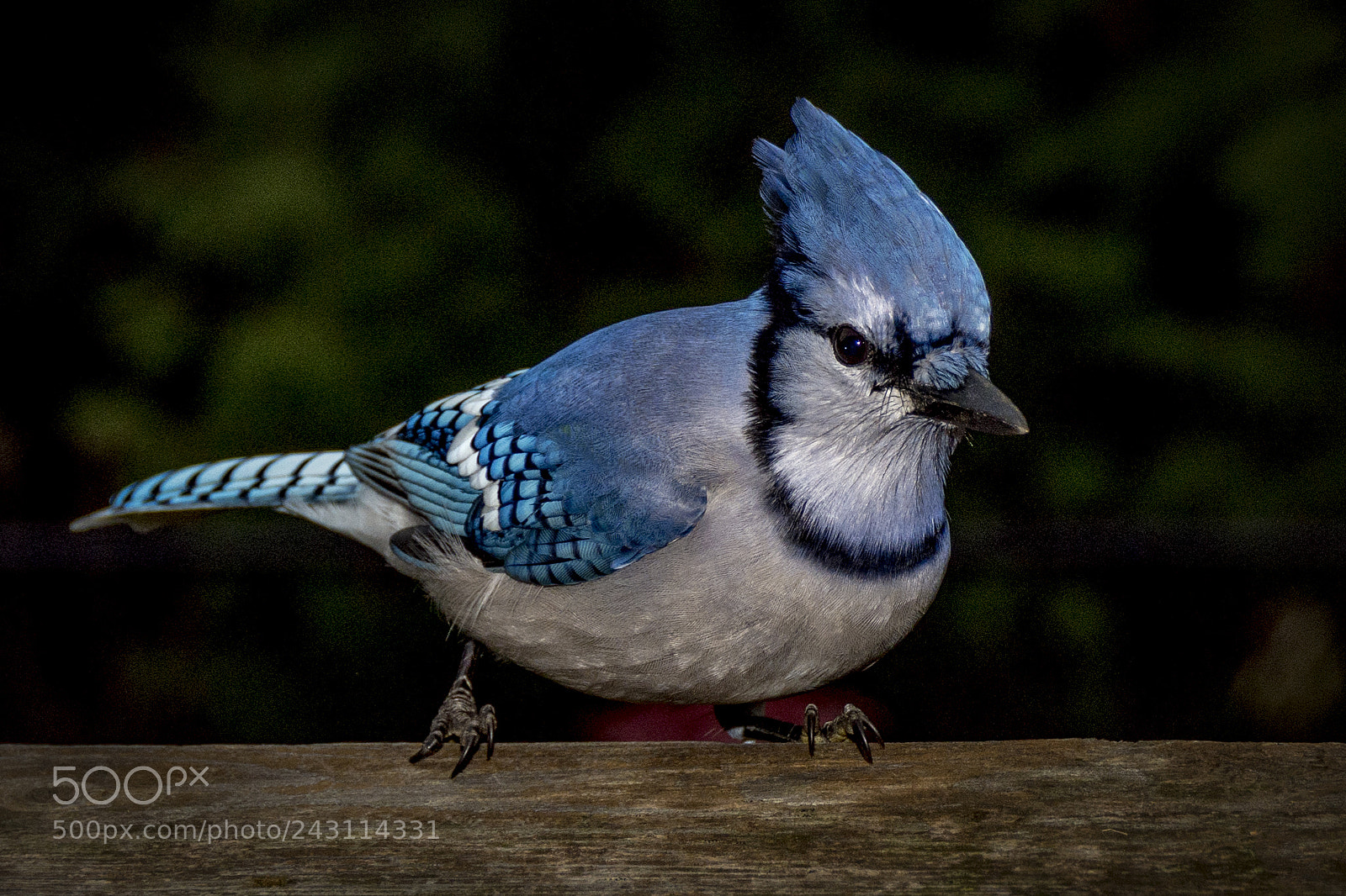 Nikon D7200 sample photo. Blue jays photography