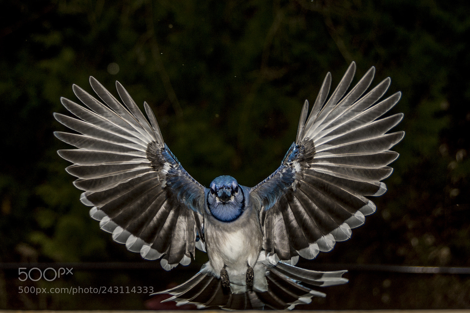 Nikon D7200 sample photo. Blue jays photography