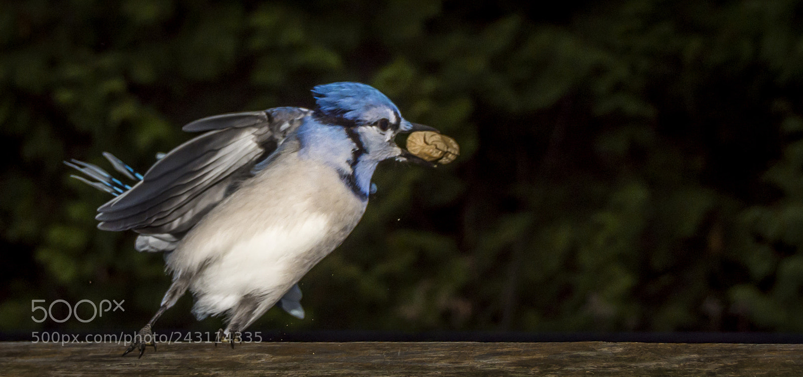 Nikon D7200 sample photo. Blue jays photography