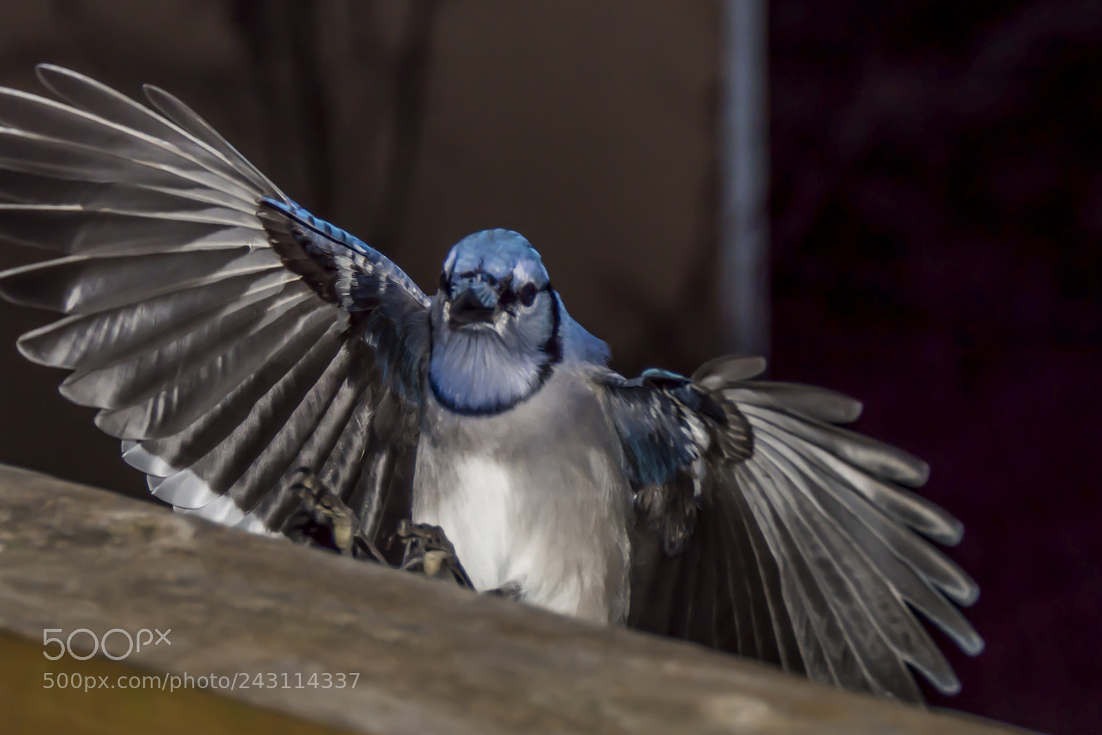 Nikon D7200 sample photo. Blue jays photography