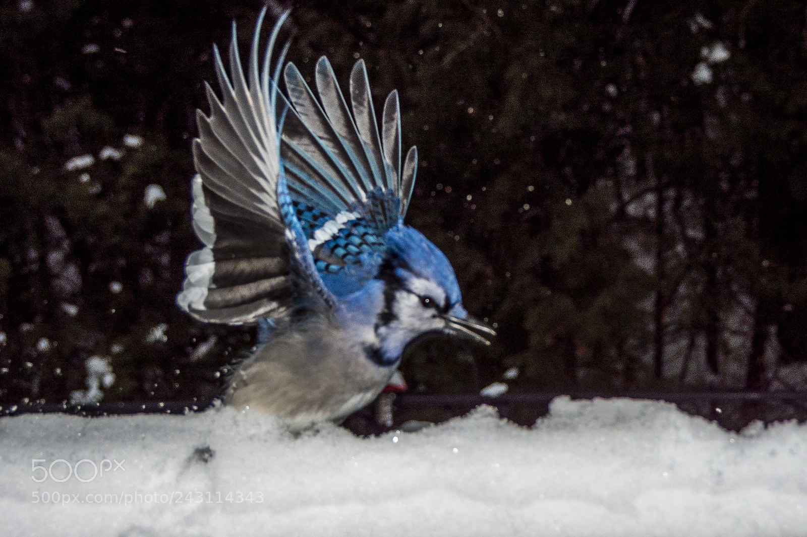 Nikon D7200 sample photo. Blue jays photography
