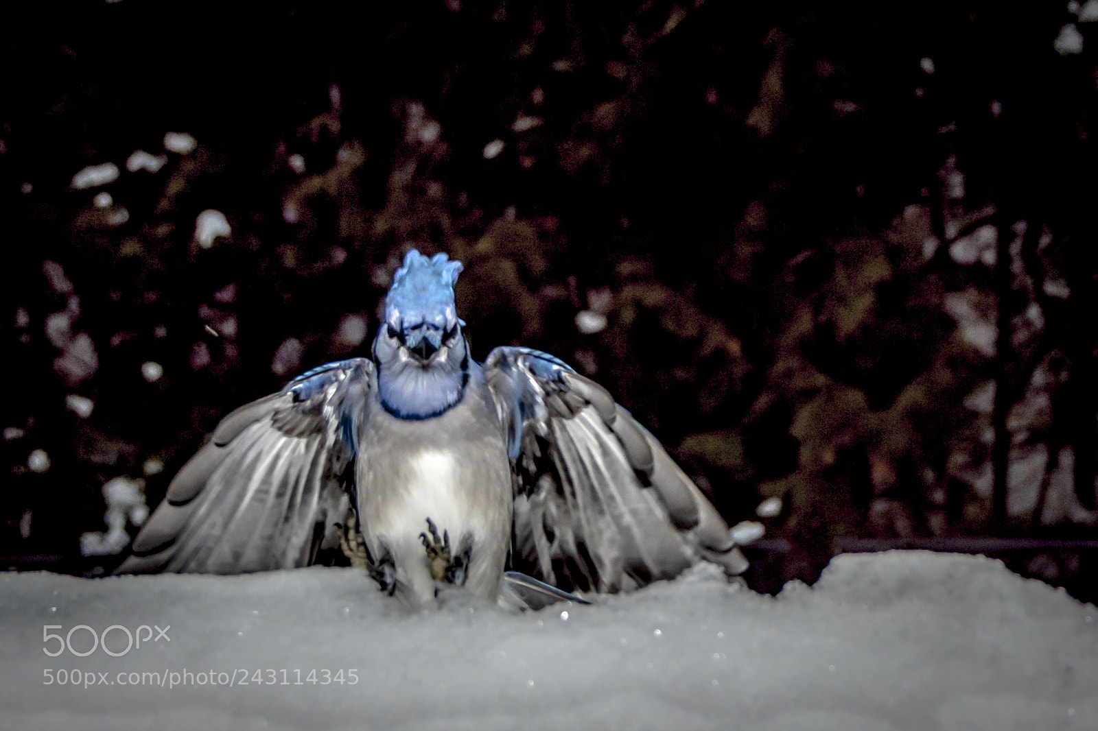 Nikon D7200 sample photo. Blue jays photography