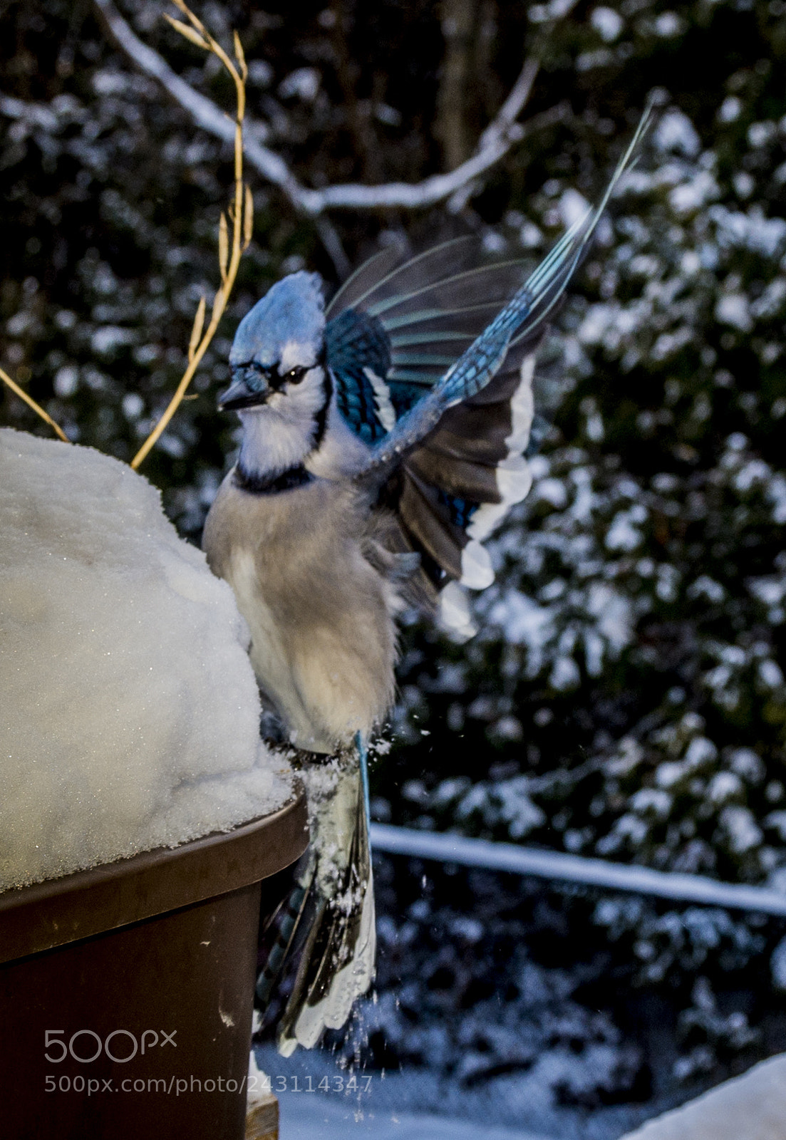 Nikon D7200 sample photo. Blue jays photography