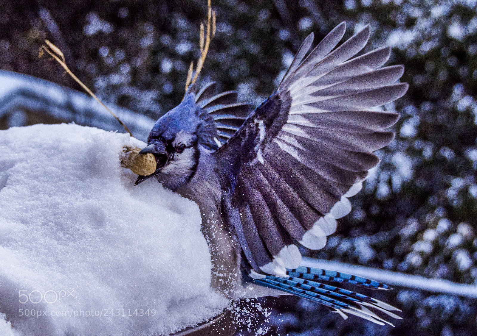 Nikon D7200 sample photo. Blue jays photography