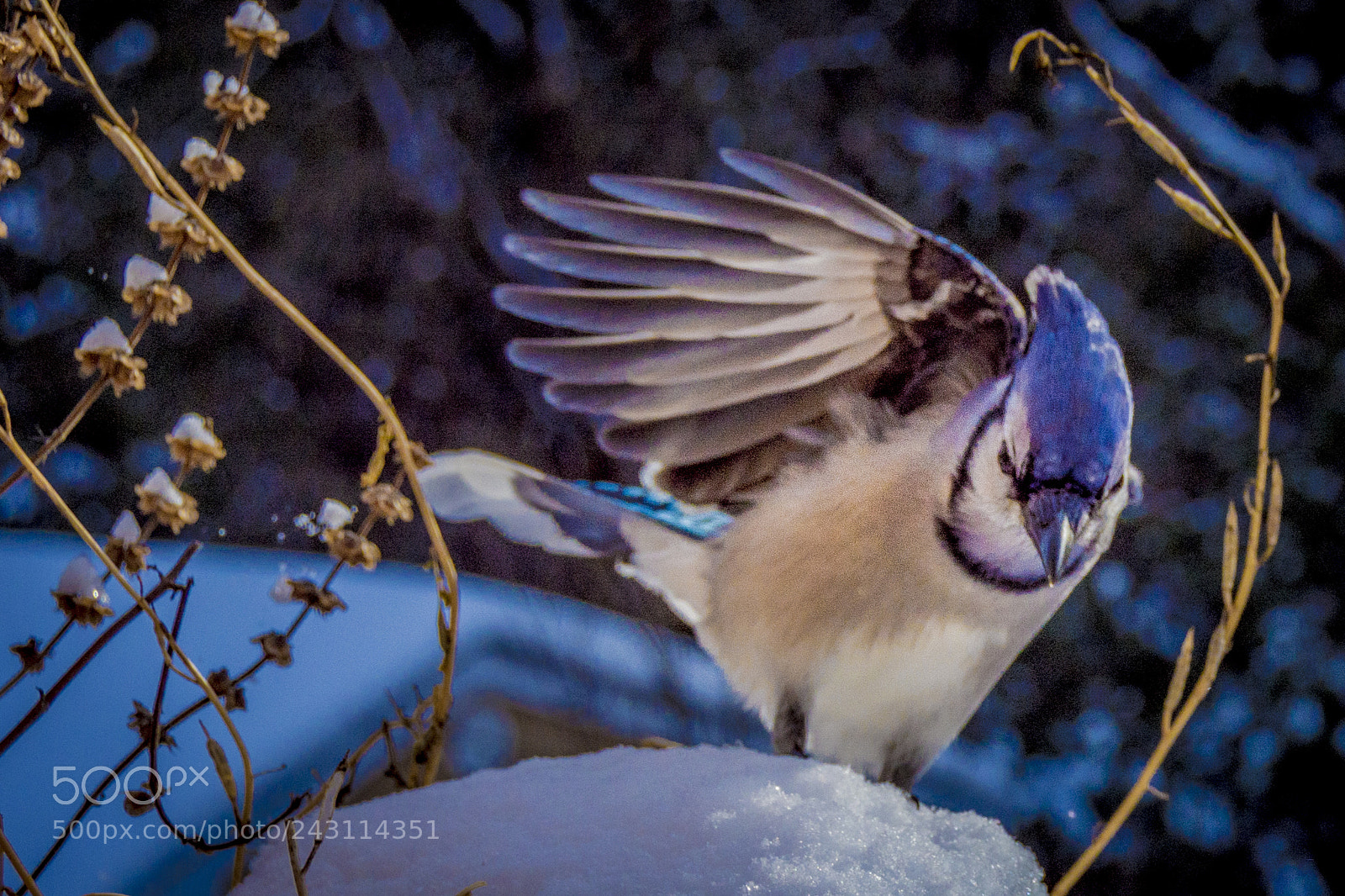 Nikon D7200 sample photo. Blue jays photography