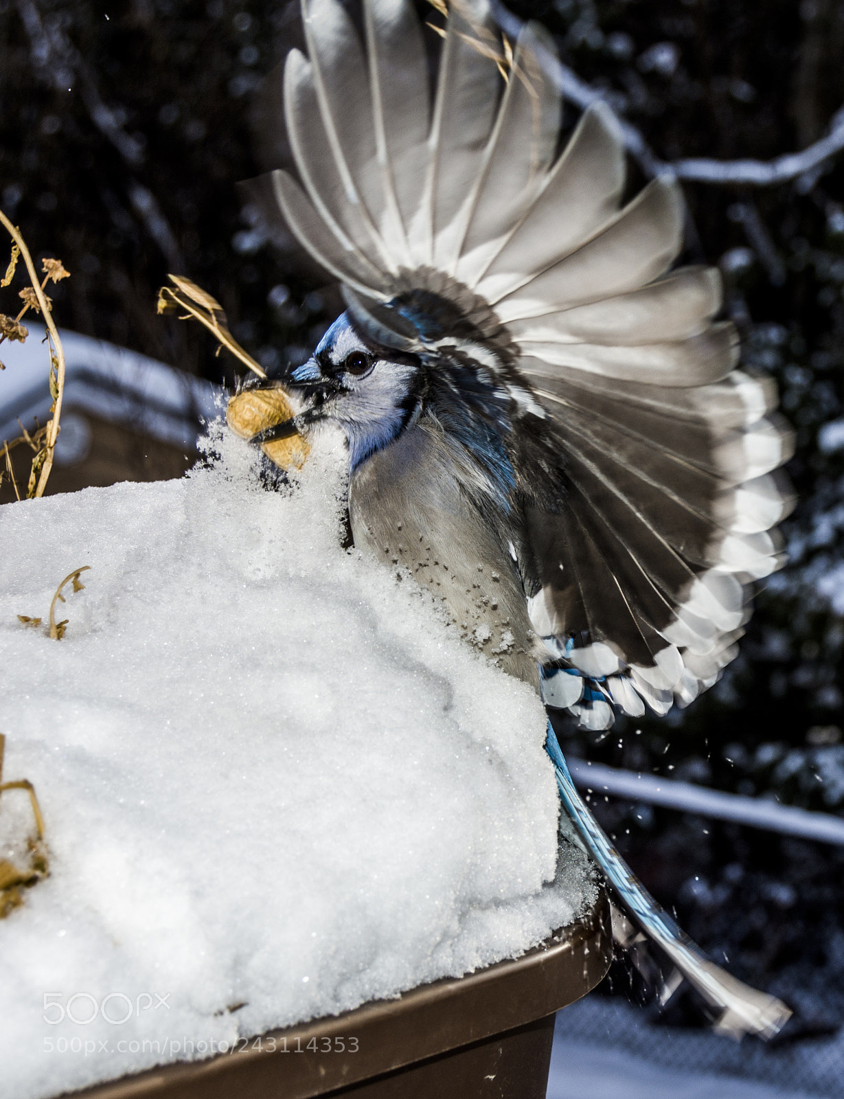 Nikon D7200 sample photo. Blue jays photography