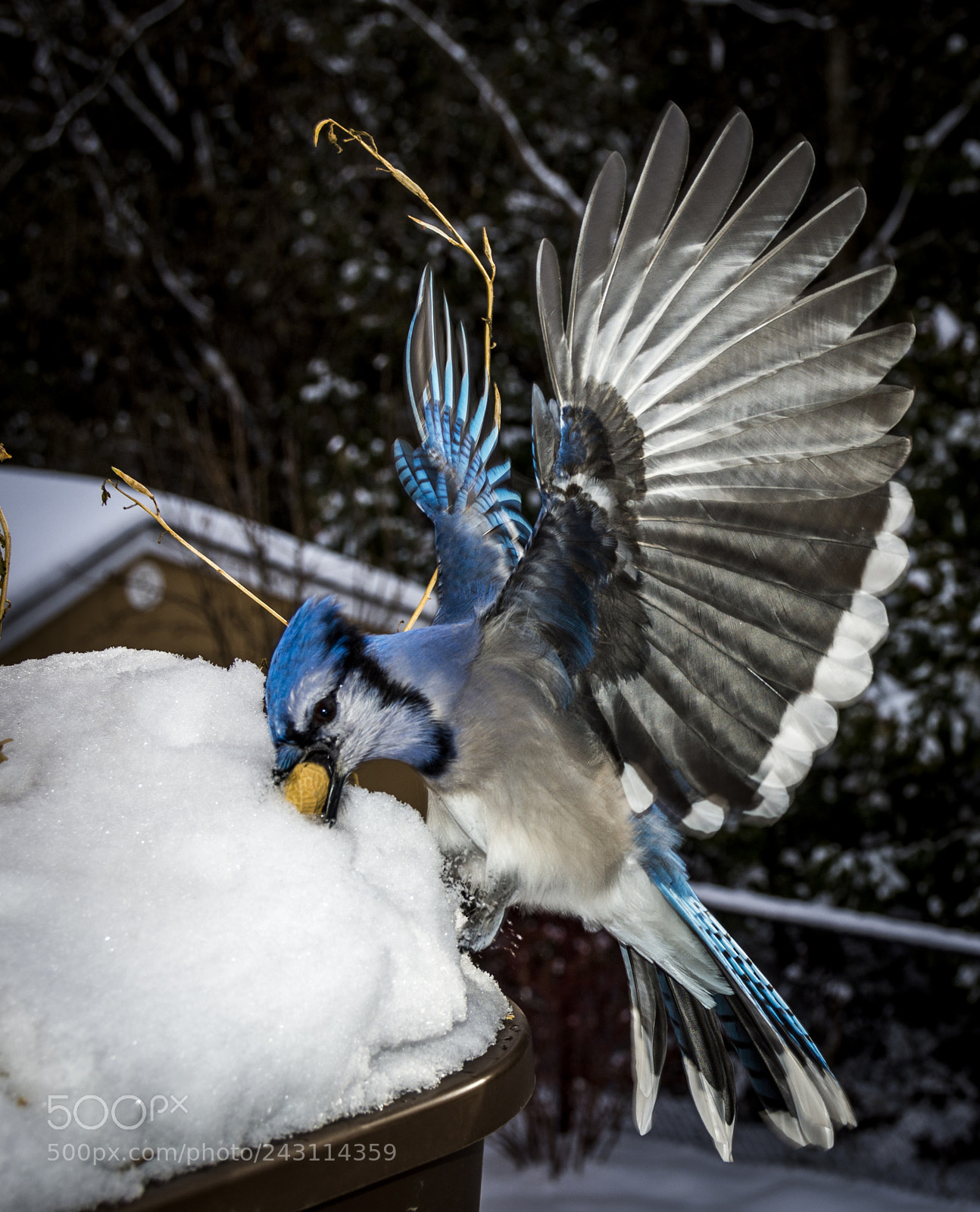 Nikon D7200 sample photo. Blue jays photography