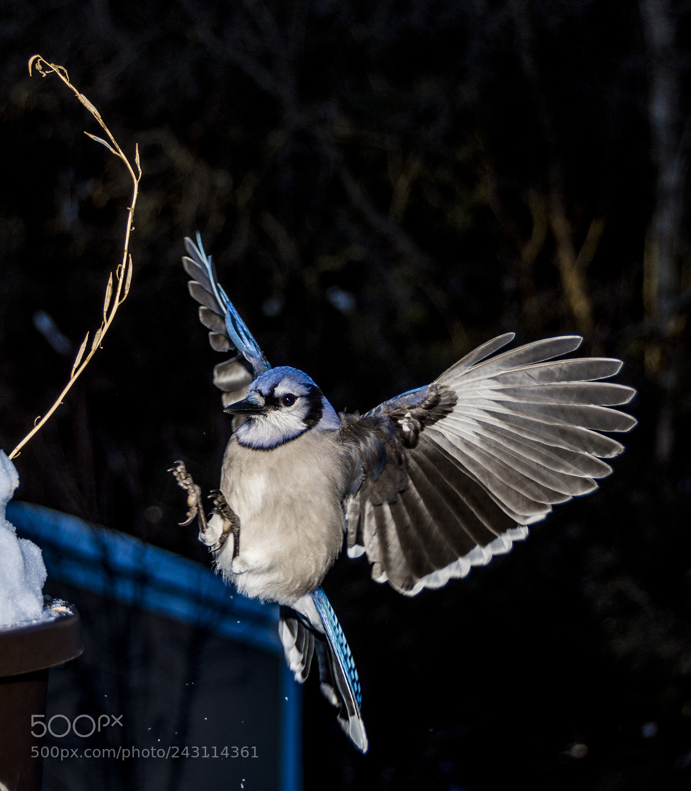 Nikon D7200 sample photo. Blue jays photography