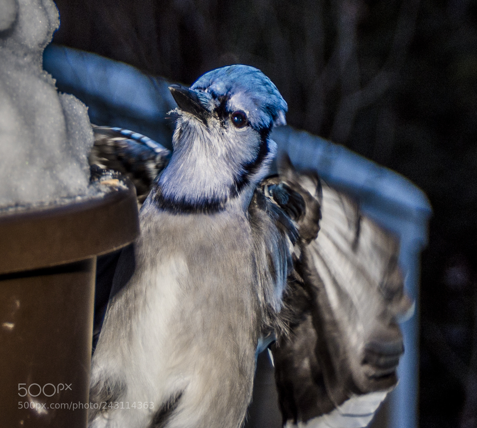 Nikon D7200 sample photo. Blue jays photography