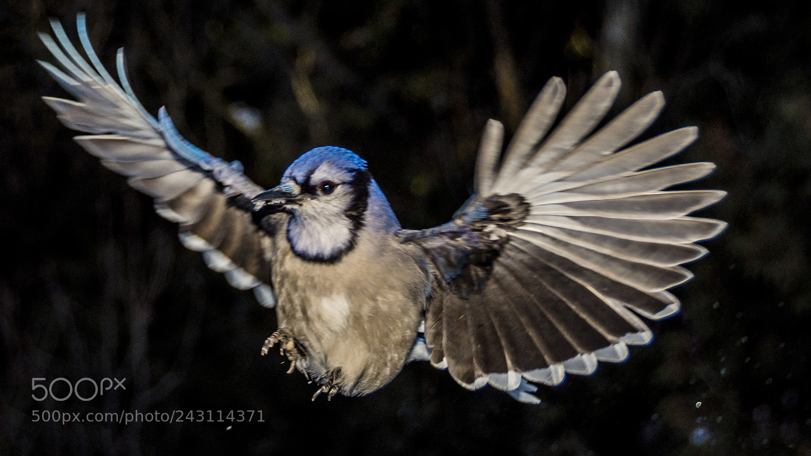 Nikon D7200 sample photo. Blue jays photography