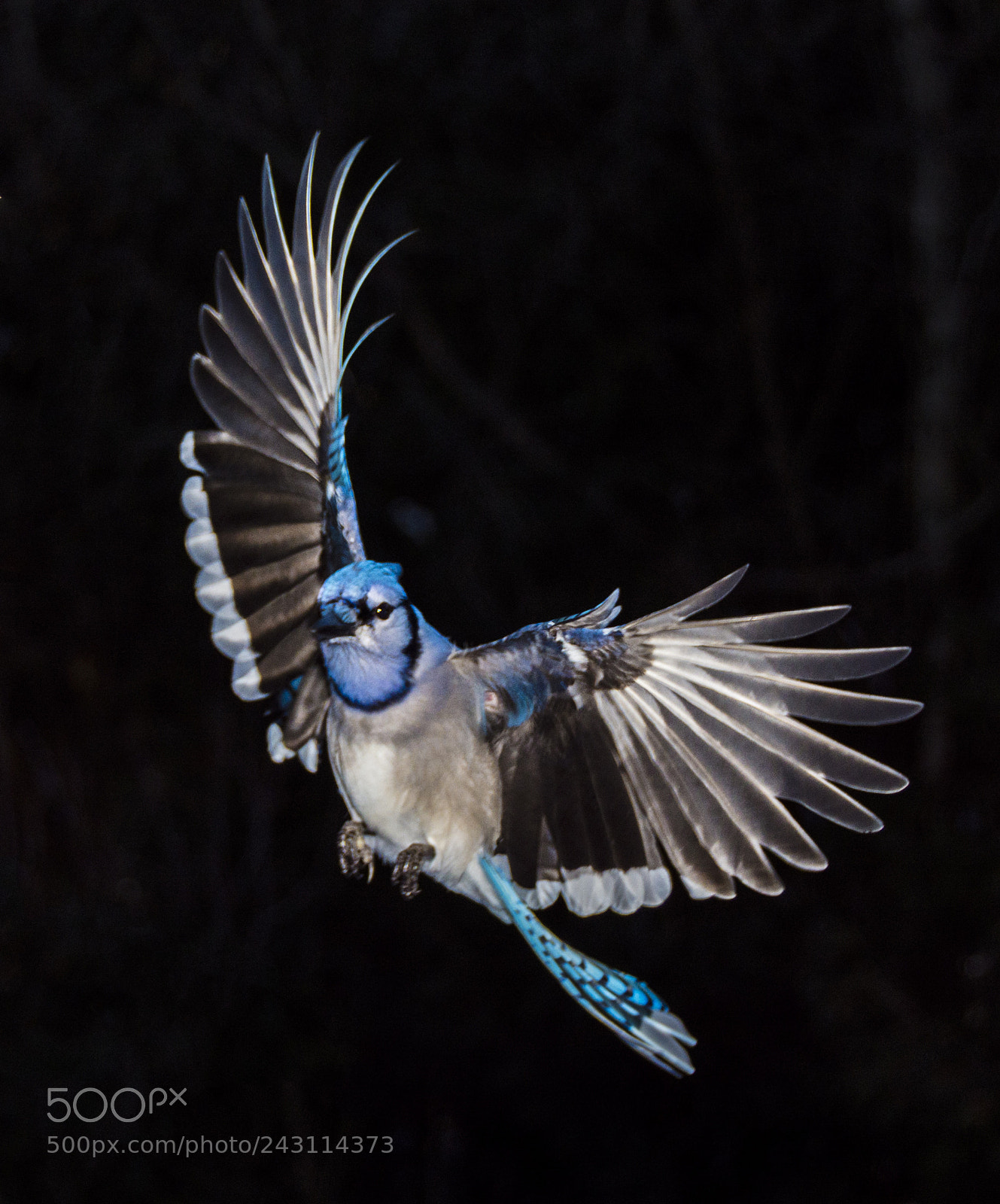 Nikon D7200 sample photo. Blue jays photography