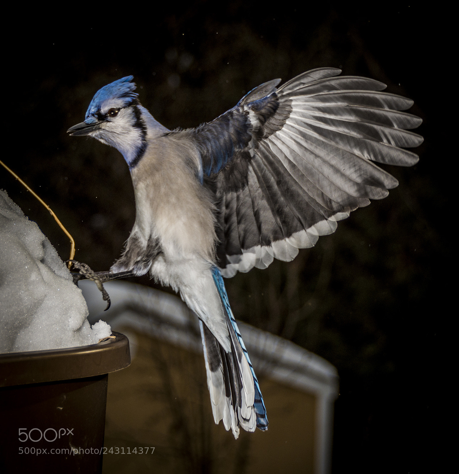 Nikon D7200 sample photo. Blue jays photography