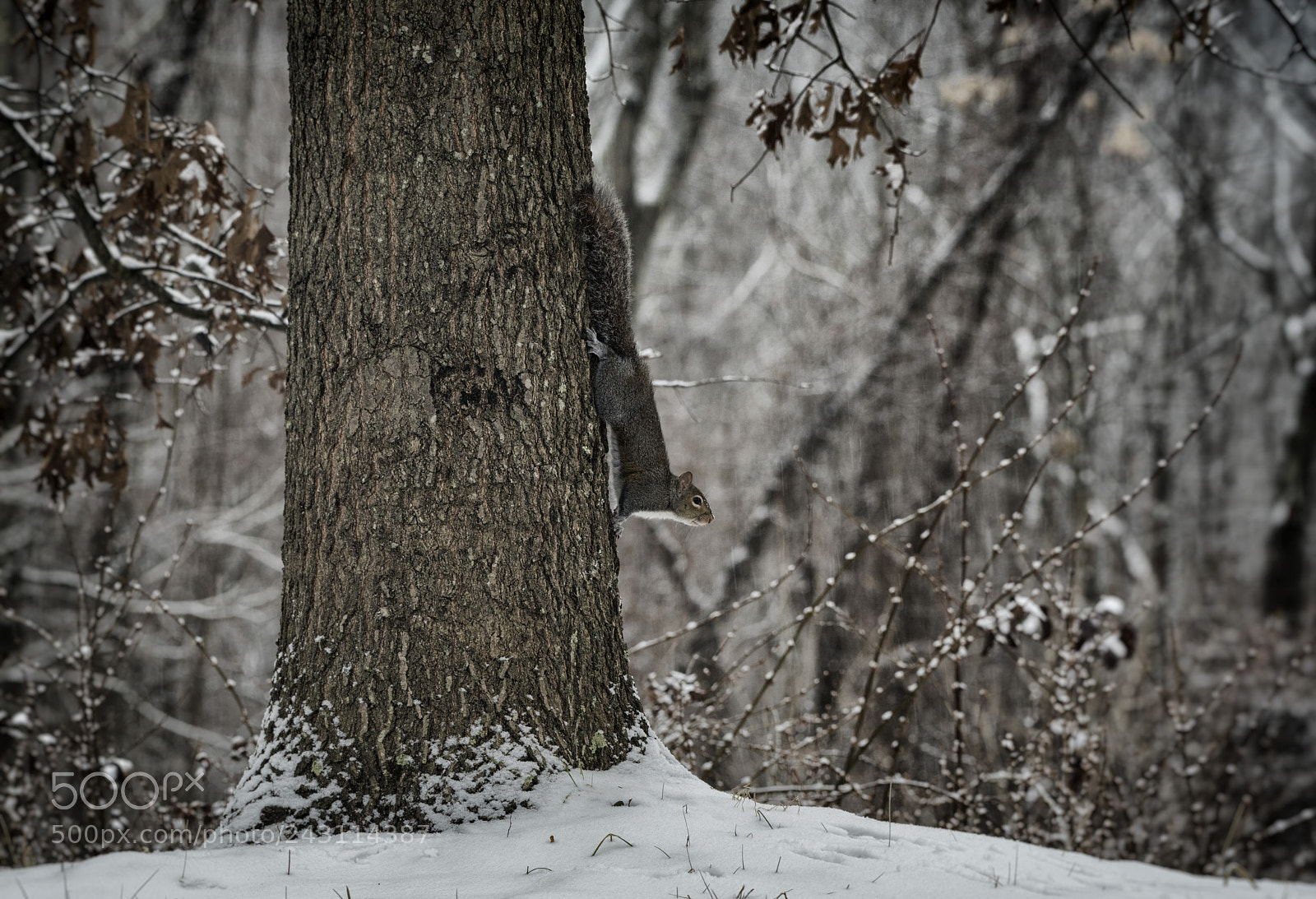 Nikon D810 sample photo. Backyard animals1 photography